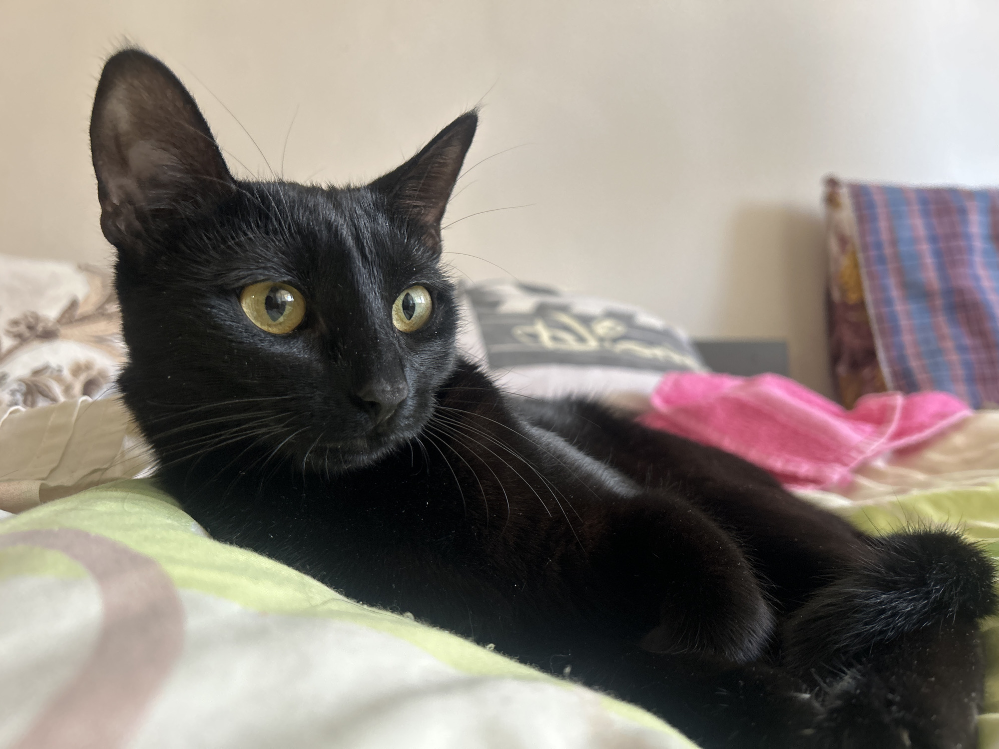 A sleek, black cat with piercing yellow eyes is reclining on a bed. The bed is covered in patterned bedding. The cat's body is oriented diagonally across the frame. In the background, there's a pillow and other soft items. The location is unknown, Unknown.
