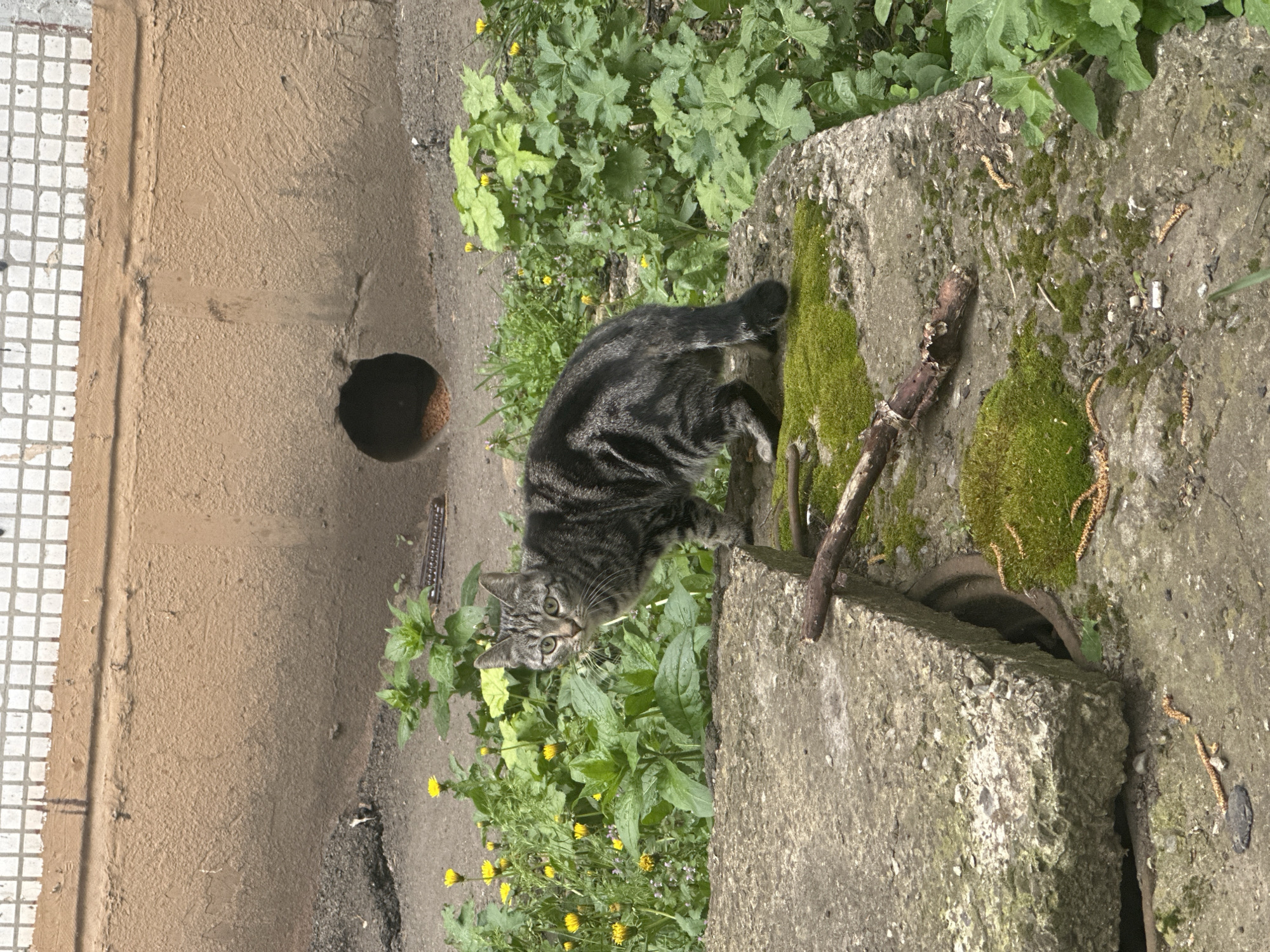 A tabby cat is standing on a concrete structure near a building in an urban environment. The cat is facing forward with its head tilted down and its eyes looking directly at the viewer. The cat's body is slightly angled to the right. The concrete structure is covered in patches of green moss and is surrounded by green vegetation including plants with yellow flowers. To the left of the cat, there is a beige building with a circular hole in the wall. A metal ruler is visible near the base of the wall. The overall scene is somewhat overgrown and appears to be outdoors.