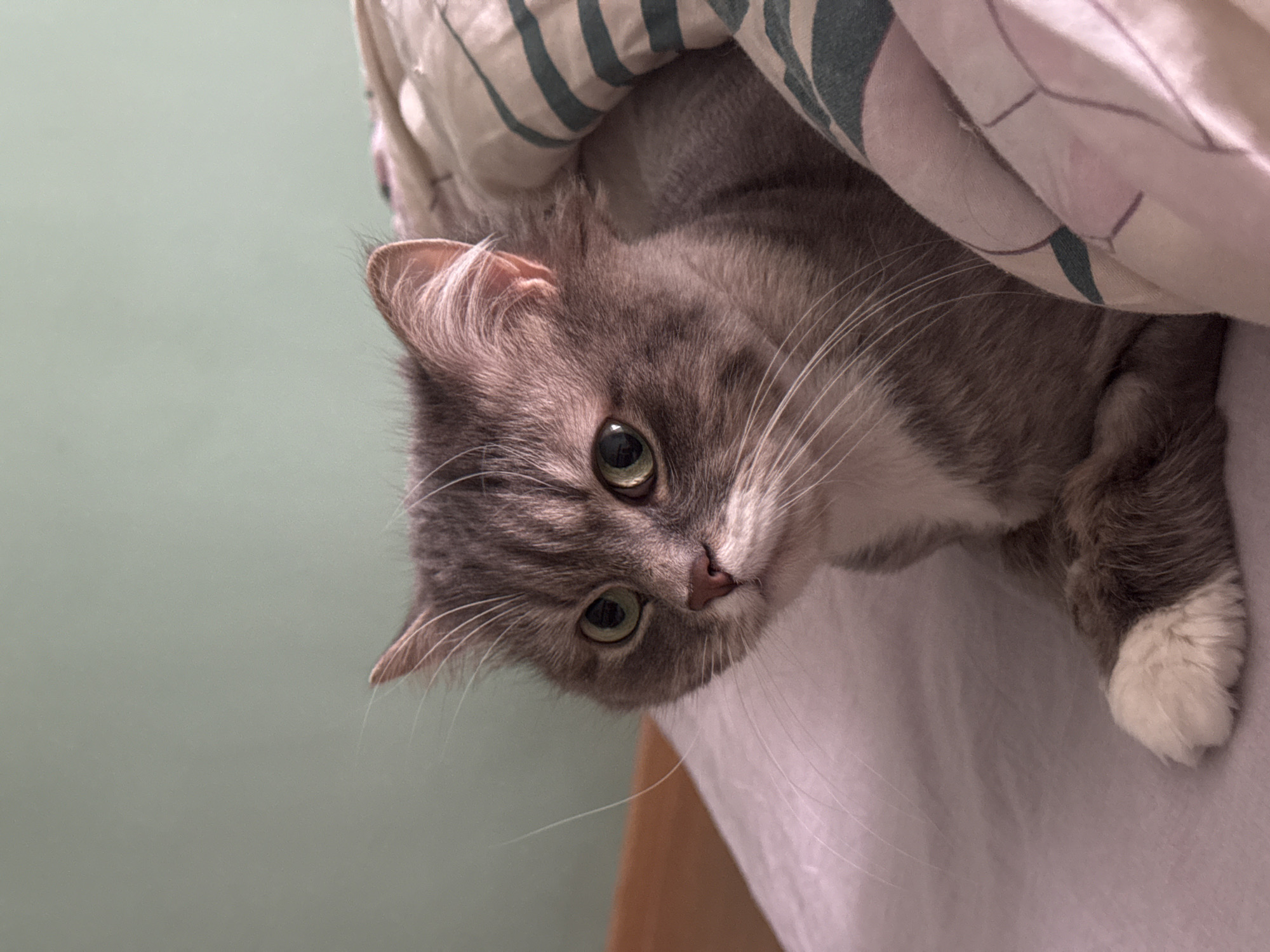 A gray tabby cat peers from beneath patterned bedding. The cat's face, with green eyes and white whiskers, is visible. A single white paw is also visible. The background is a pale green wall. The location is not discernible from the image; no details indicate it is in Moscow, Russia.