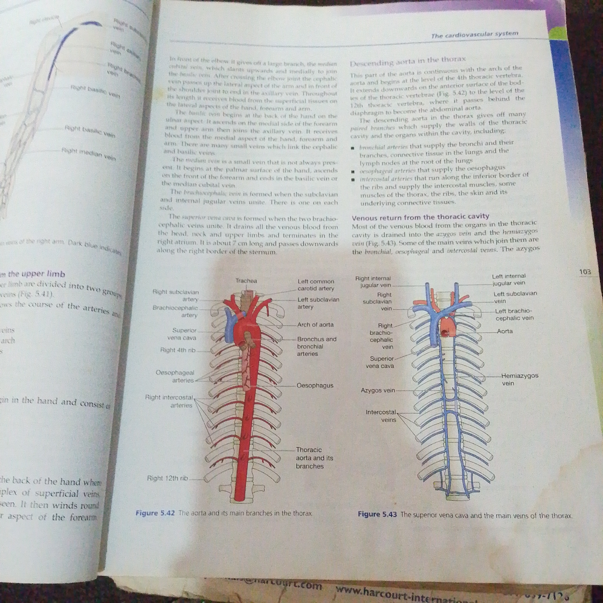 The media file is a scan of two textbook pages discussing the cardiovascular system. The left page features an illustration of the arteries of the right arm and a diagram of the aorta and its main branches in the thorax, labeled "Figure 5.42 The aorta and its main branches in the thorax." The right page contains text describing the descending aorta and venous return from the thoracic cavity, accompanied by an illustration of the superior vena cava and the main veins of the thorax, labeled "Figure 5.43 The superior vena cava and the main veins of the thorax." Text overlays include page numbers and website URLs related to Harcourt International. The scene is a book's interior, with no specific time of day, weather, or emotional cues visible. The subjects are anatomical illustrations and medical text. The activity is educational, presenting information about the human circulatory system.