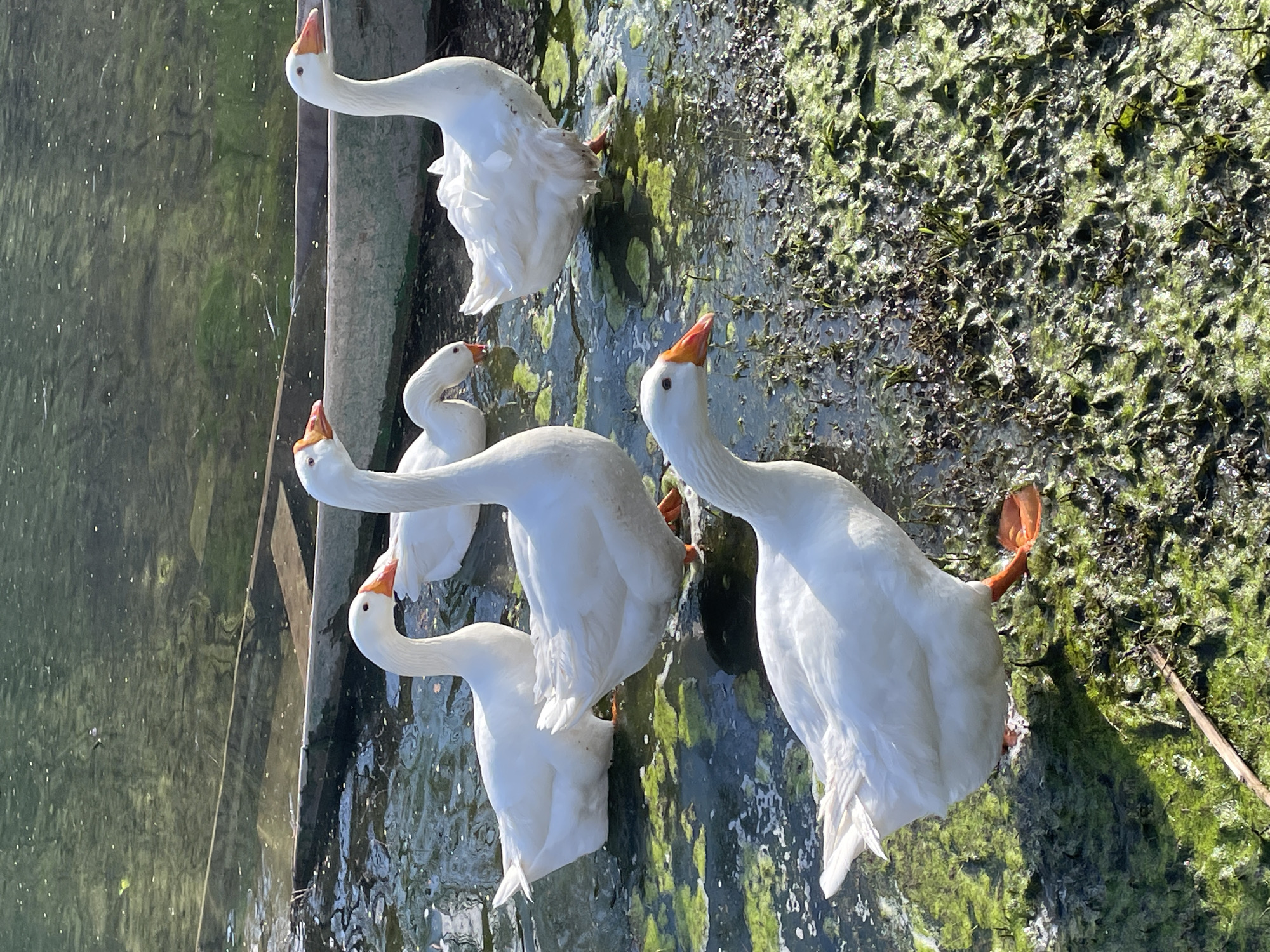 The scene depicts six domestic geese in a shallow, algae-covered section of a waterbody, characteristic of a river or lake edge in Rijeka Crnojevića, Montenegro.
Five geese are clearly visible, with one partially obscured behind another. All geese exhibit white plumage, orange beaks, and orange webbed feet.
1. One goose is in the foreground, facing left, standing on dense green and dark green algae-covered ground at the water's immediate edge.
2. Two geese are in the mid-ground, standing in shallow, algae-laden water. One faces right, while the other faces left.
3. A fourth goose, positioned behind the mid-ground goose facing left, has its head partially submerged, consistent with feeding behavior. Its body is largely submerged.
4. A fifth goose is positioned on the far right, standing upright in shallow, algae-covered water, facing right.
5. A sixth goose is partially visible behind the goose with its head submerged.
The water in the foreground and mid-ground is shallow and murky, dominated by extensive green and dark green filamentous algae and submerged vegetation. Beyond the geese, the water appears deeper and clearer, reflecting ambient sunlight. A partially submerged, weathered wooden boat or structural element is visible horizontally in the background water. The environment suggests a sunlit, natural riparian zone.