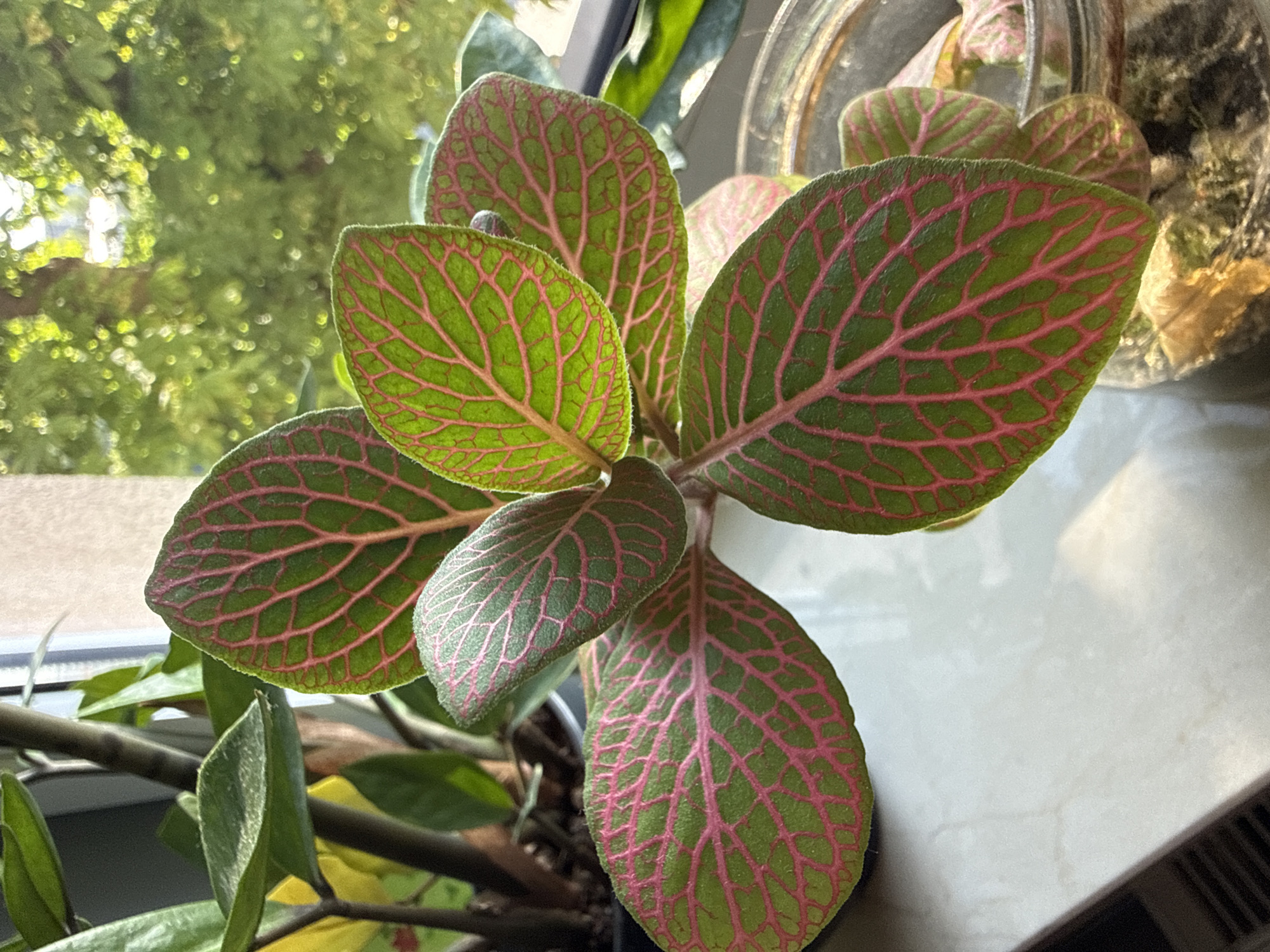 A close-up, high-angle, eye-level shot shows a Fittonia plant with vibrant green leaves veined with pink. The plant is positioned on a white, marble-like surface, possibly a windowsill. In the background, through a window, blurred green foliage suggests an outdoor environment with trees. To the left, another plant with dark stems and green and yellow leaves is partially visible, as is a glimpse of a window frame. A glass jar with moss and a plant cutting is visible on the right. The lighting suggests it is daytime, with sunlight filtering through the window. The specific location in Łódź, Poland, cannot be determined from the visual information provided.