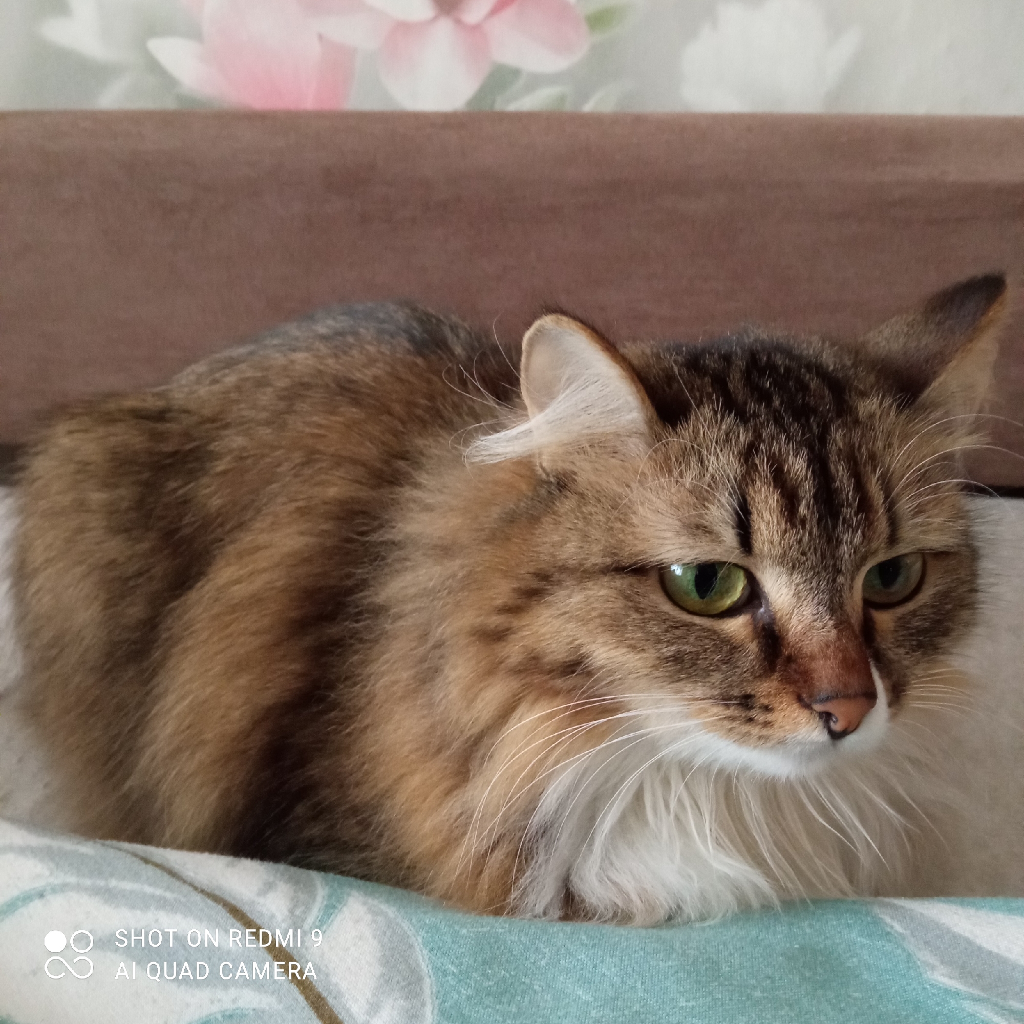 A medium shot of a brown and tabby cat resting on a floral print light teal and white surface. The cat is facing right with green eyes and white whiskers. Behind the cat is a solid brown surface and above that a wall with a light pink floral print. The bottom left corner of the image has white text: "SHOT ON REDMI 9 AI QUAD CAMERA". The photo was taken in an indoor setting. There is no indication of this image being taken in Chaikovsky, Russia.