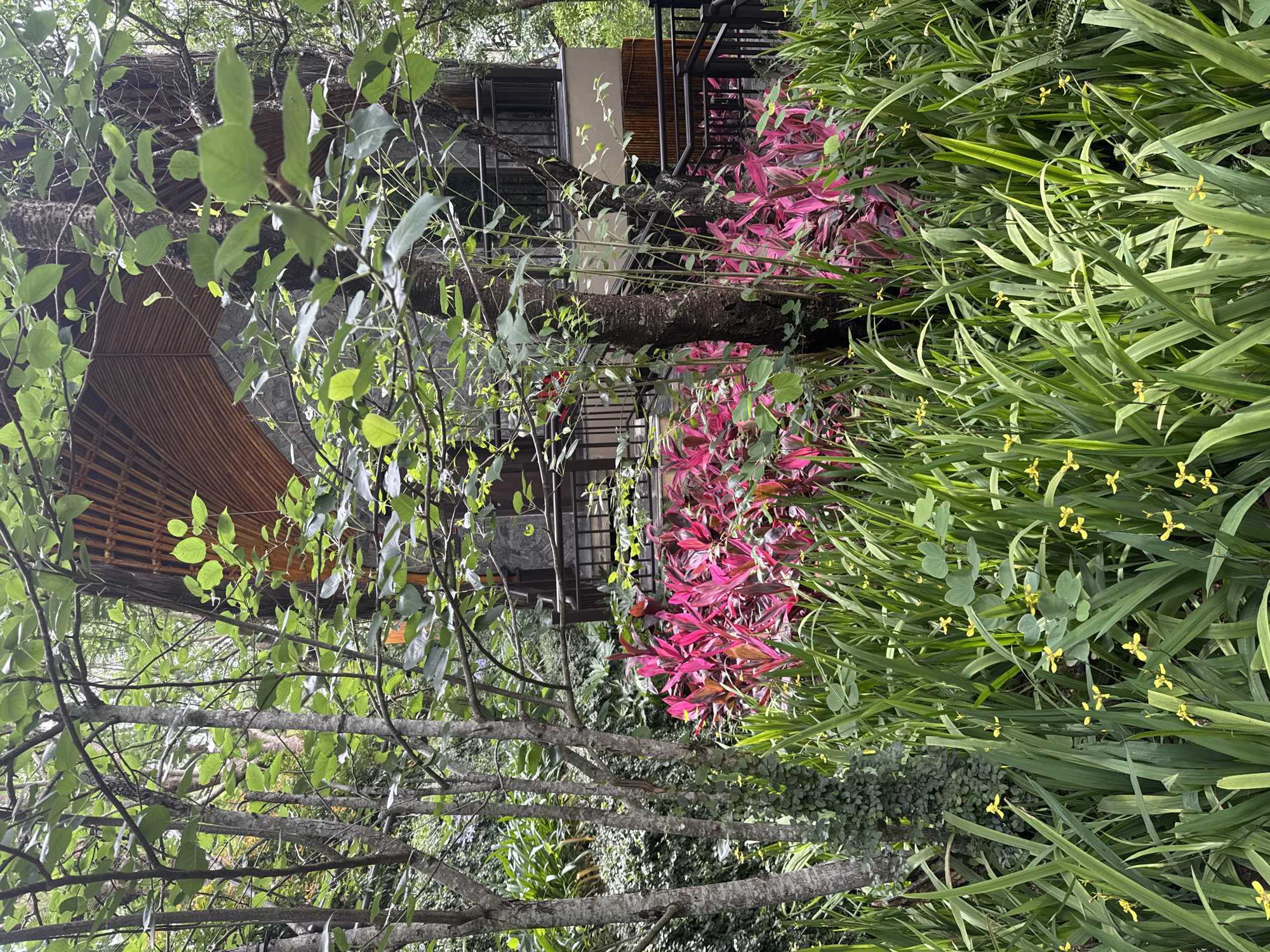 The image displays a lush outdoor scene in Mu Cang Chai, Vietnam, featuring dense vegetation and a multi-level building. In the immediate foreground, a dense arrangement of elongated, narrow green leaves forms a ground cover, interspersed with numerous small, three-petaled yellow flowers. Behind this, a prominent bed of plants with vibrant pink and magenta foliage extends horizontally across the frame. Several trees with light-grey, mottled trunks and green leaf canopies rise vertically through the center and left, partially obscuring the background. Some tree trunks are partially covered with creeping green vines.
A multi-story structure is visible in the midground, integrated within the foliage. The building's upper section features a distinctive arched roof composed of light-brown, horizontally arranged wooden slats or thatch. Below this, the walls are constructed from textured grey stone or concrete. Dark metal railings are present on balconies on the building's lower levels. A light-colored wall section is visible on the right side of the structure, and a dark wooden fence or railing extends towards the bottom right, indicating a potential pathway or stairs. The background consists of dense green foliage, suggesting a heavily wooded environment. The scene is illuminated by natural daylight. No individuals are present.