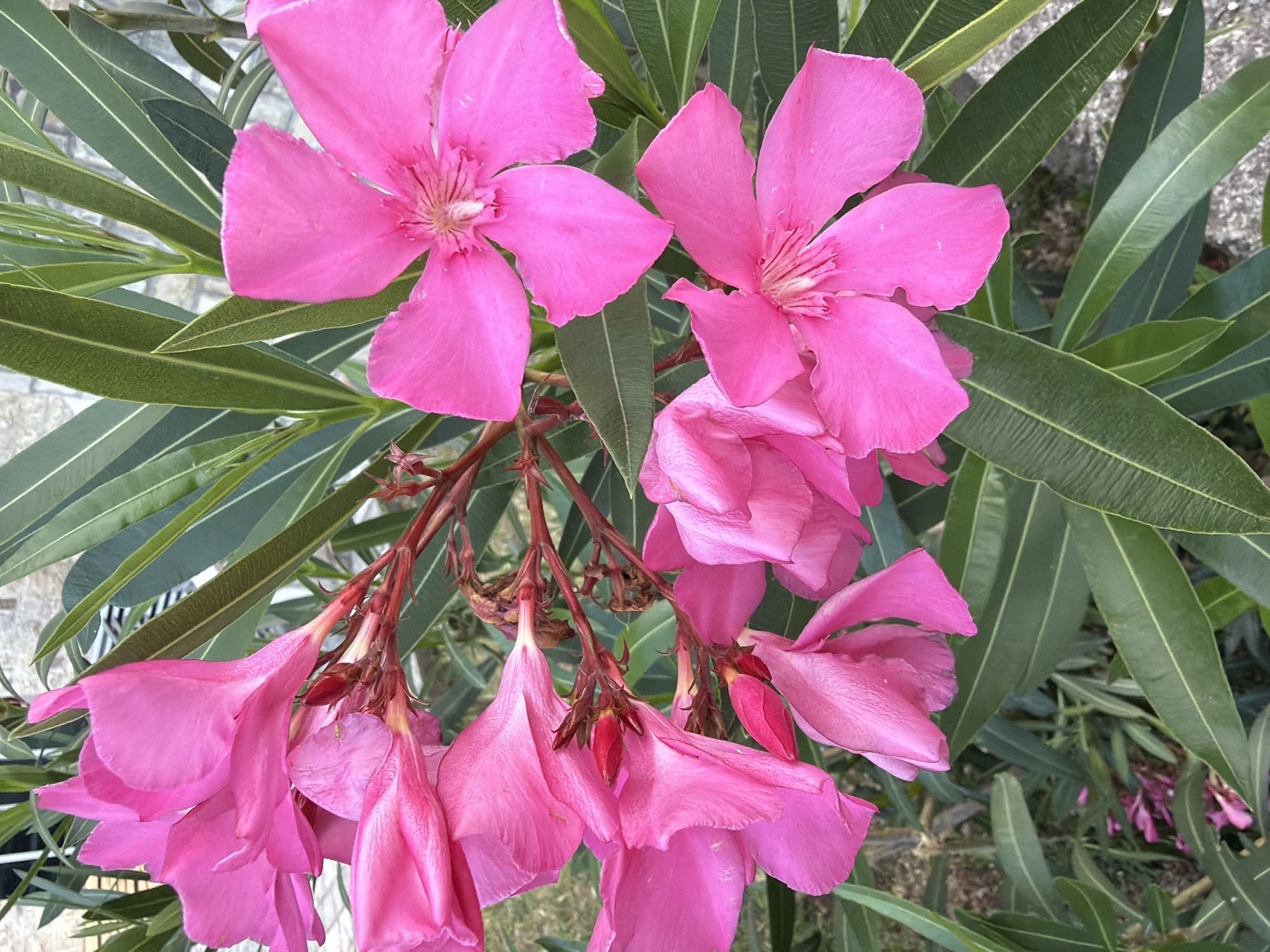 The image presents a close-up view of a flowering Oleander plant (Nerium oleander) in an outdoor setting within Budva, Montenegro. The primary subjects are clusters of five-petaled, fuchsia-pink blossoms, with several fully open flowers displaying lighter pink to white central structures and numerous buds. The plant exhibits dense, dark green, elongated leaves with prominent central veins, characteristic of Oleander, arranged around woody, reddish-brown stems. In the background, partially visible through the foliage on the upper right, is a textured wall constructed from light-colored, rectangular stone or concrete blocks. The lower right background shows a ground surface covered with small, light-colored gravel. No individuals or specific actions are depicted. The scene illustrates a cultivated, urban or semi-urban environment.