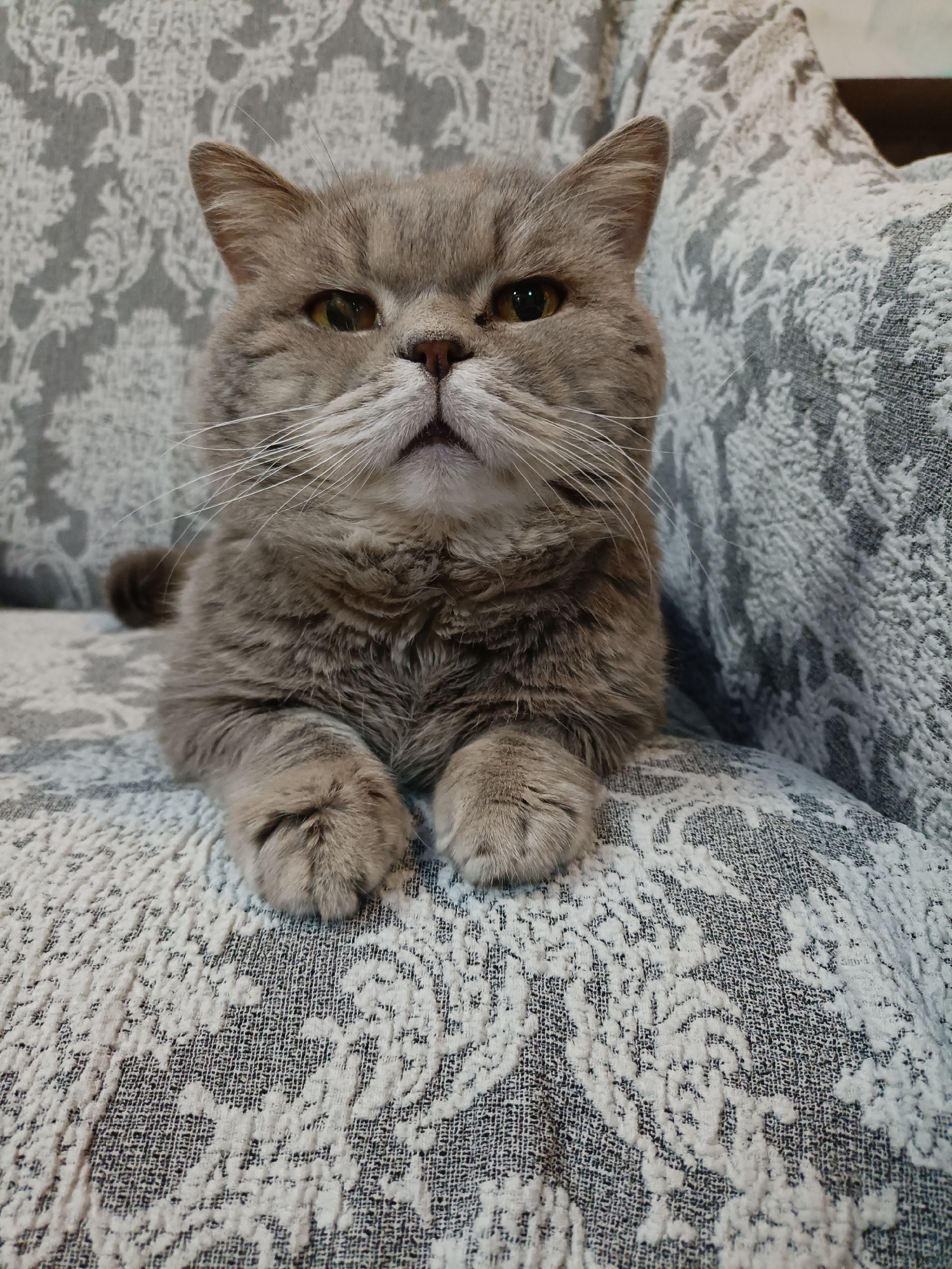 A close-up, eye-level shot features a fluffy, grey British Shorthair cat sitting on a patterned sofa. The cat's fur is a blend of grey and subtle stripes, with prominent white whiskers fanning out from its muzzle. Its eyes are a piercing amber hue, and its expression appears somewhat stern or unimpressed. The cat's front paws are neatly tucked in front of its chest, and its tail is partially visible to the left. The sofa's upholstery is a textured fabric with a repeating damask-like pattern in shades of grey and white. The lighting is soft, casting gentle shadows. The image is centered on the cat's face and upper body, with the sofa providing a textured backdrop. No other subjects or objects are clearly visible. The scene does not provide any specific contextual information that would allow for identification of a location in Bataysk, Russia.