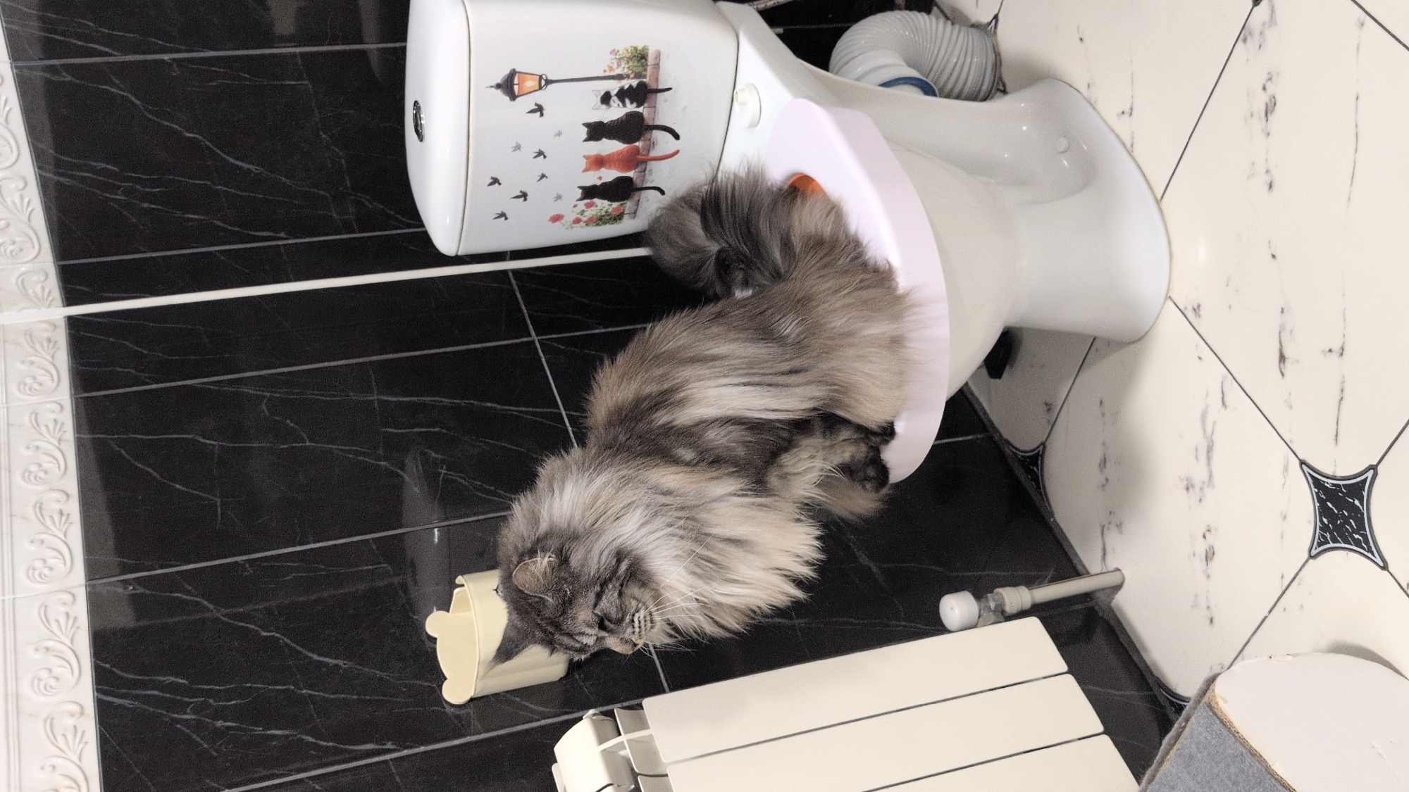 A Maine Coon cat with long, grey fur is perched on the toilet seat in a bathroom. The cat is facing to the left, with its head slightly lowered. The toilet has a pink toilet seat and a lid decorated with silhouettes of cats and a lamppost. The bathroom walls are tiled with black marble, and the floor is tiled with white and grey marbled tiles. A white radiator is visible to the left of the toilet, and a beige holder with a bear-like design is mounted on the wall above it. The overall scene suggests a domestic environment. No information about the city of Izmail, Ukraine is present in the image.