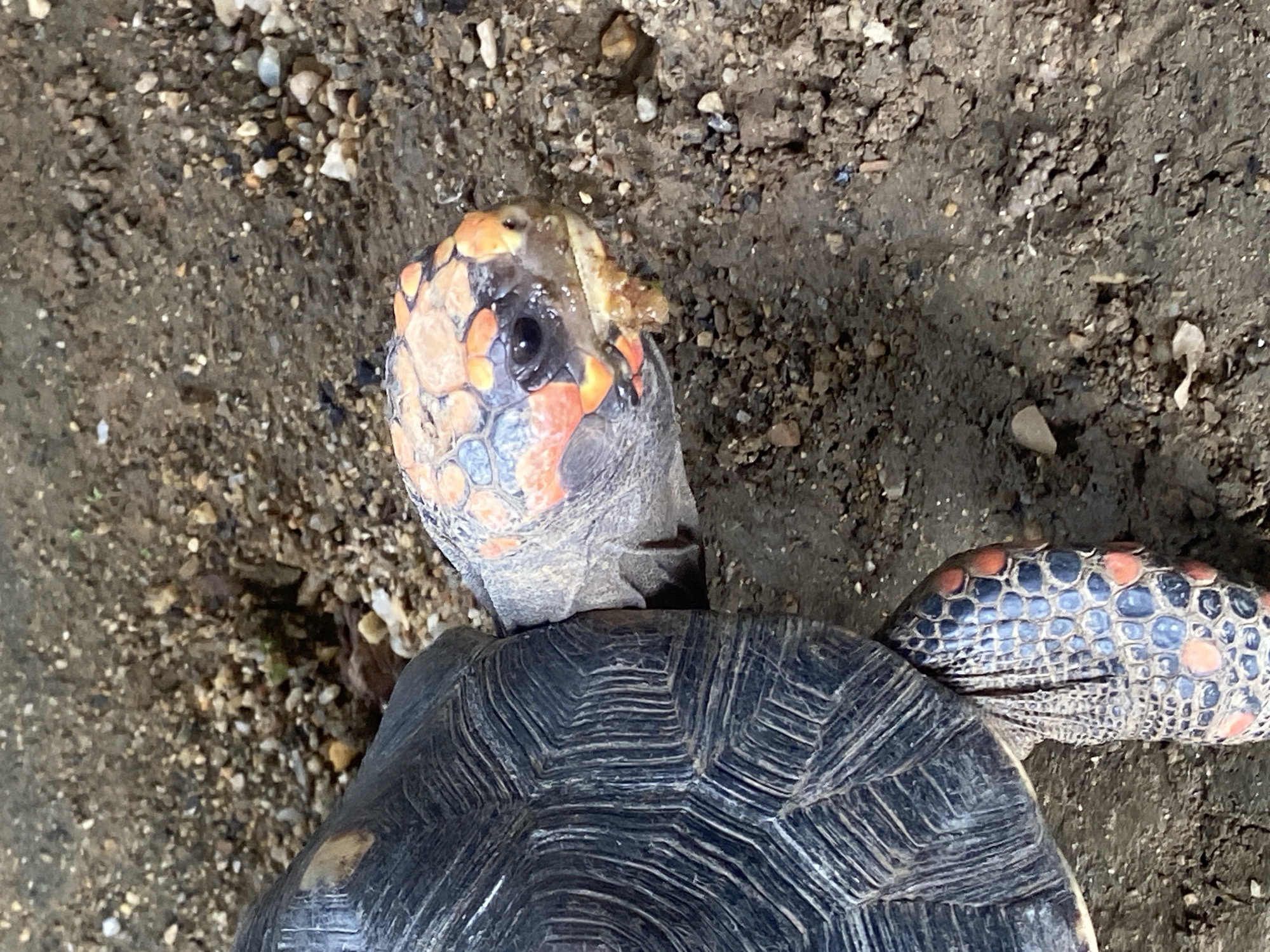 The image depicts a turtle with its head extended from its shell. The turtle has a black shell and its head has a pattern of orange and blue scales. The turtle's head has a small piece of vegetation on its face, near the eye. The turtle is situated on a surface of dirt and small rocks. The location is Tinaquillo, Venezuela.