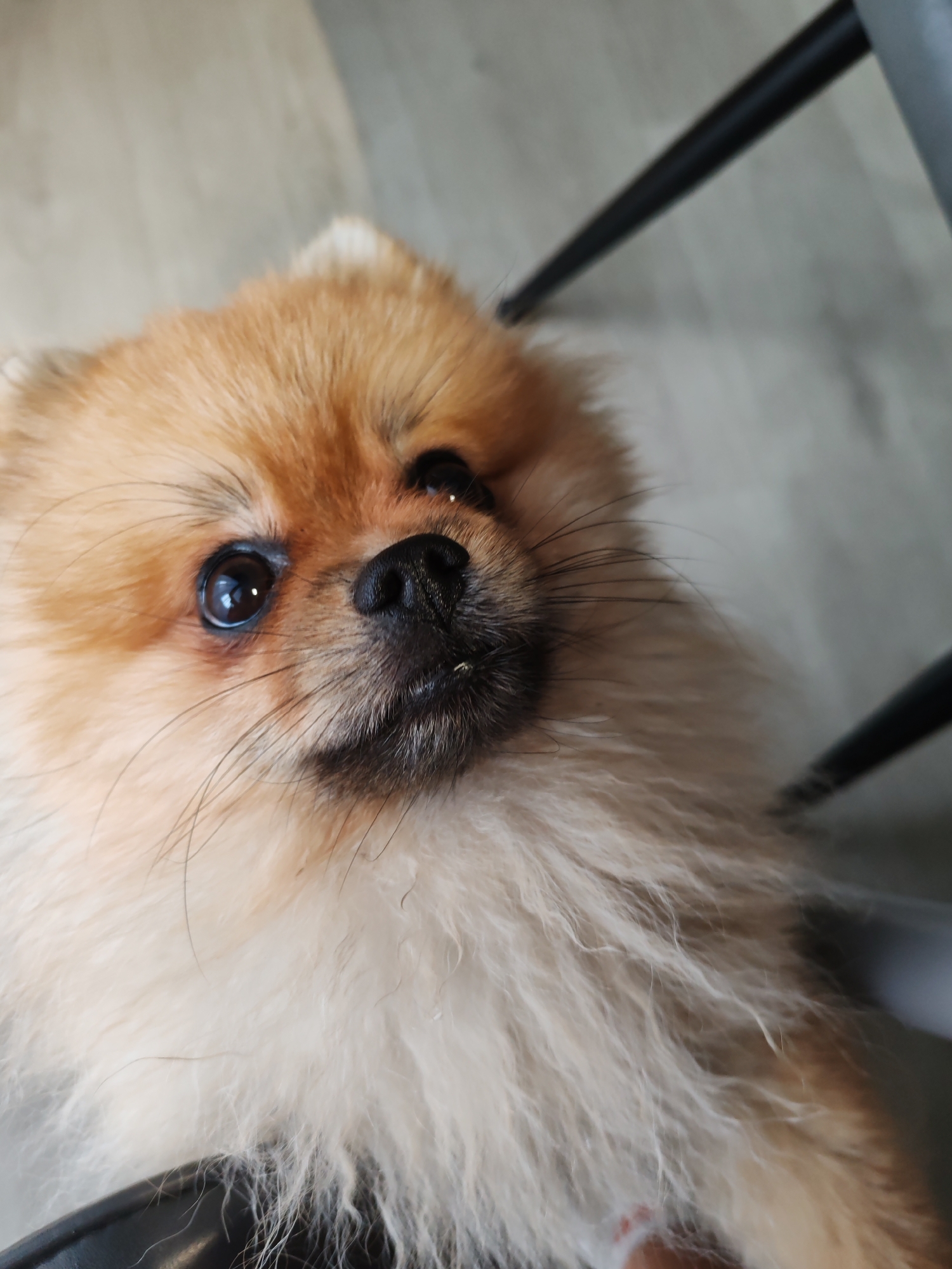A Pomeranian dog is shown in a close-up, looking upwards. The dog has tan and white fur, dark eyes, and a black nose. The background is a light-colored, possibly wooden surface, with dark objects that appear to be chair legs visible. There is no identifiable indication of the city of Komsomolsk-on-Amur, Russia.