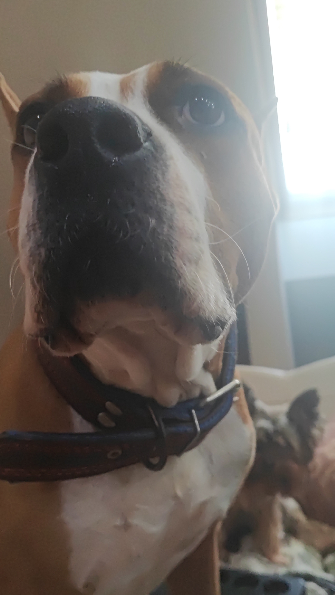 This is a close-up, low-angle, indoor shot of a dog's face and chest. The dog, appearing to be a pit bull mix, has brown and white markings. Its nose is prominent and wet, with a dark, textured surface. The dog is wearing a dark brown leather collar with blue accents and a metal buckle. In the background, out of focus, is another dog, possibly a smaller breed with spotted fur, and a person's arm. The lighting is bright, suggesting a window or light source behind the dog. The scene takes place indoors, but there is no specific indication of its location within Sochi, Russia.