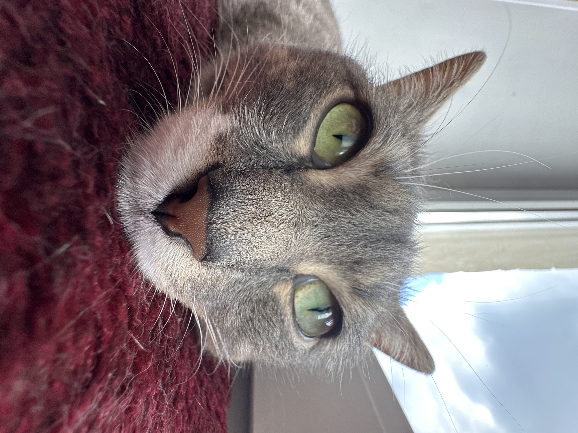 A close-up, low-angle shot features a tabby cat with green eyes lying on a fuzzy, dark red surface. The cat's head is angled towards the viewer, with its nose and mouth resting on the textured surface. Its whiskers are prominent and extend outwards. In the background, out of focus, is a window with a view of a cloudy sky. The lighting suggests it is daytime. The image composition focuses on the cat's face, with the background providing a hint of its surroundings. The location is listed as Unknown, Unknown.