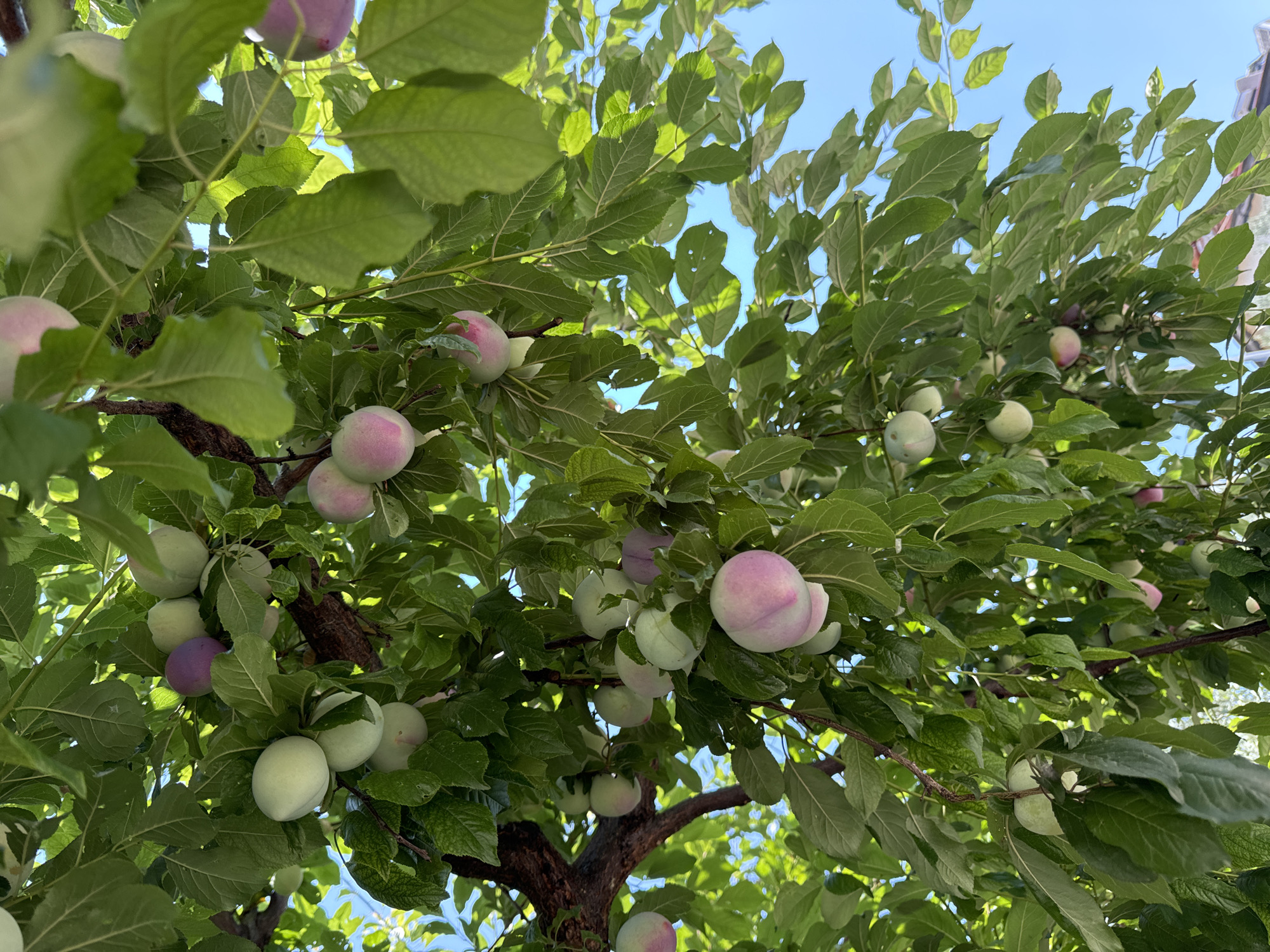 This is a downward-facing, eye-level shot of a plum tree laden with ripe fruit, set against a clear blue sky. The branches are densely packed with vibrant green leaves, interspersed with numerous plums in various stages of ripeness. Some plums are a pale green, while others display a blush of pink and purple, indicating they are nearing maturity.
The camera angle looks up through the foliage, capturing the dappled sunlight filtering through the leaves. The scene suggests a warm, sunny day, likely in the late spring or summer, given the fruit's readiness for harvest. The tree appears healthy and abundant, hinting at a fertile growing season.
No people or animals are visible in the image. The setting is a natural outdoor environment, likely a garden or orchard, in Fethiye, Turkey, as indicated by the provided location context. The focus is on the fruit and the natural beauty of the tree. The overall impression is one of abundance and the natural cycle of growth and harvest. The image is crisp and clear, allowing for detailed observation of the fruit's textures and colors.