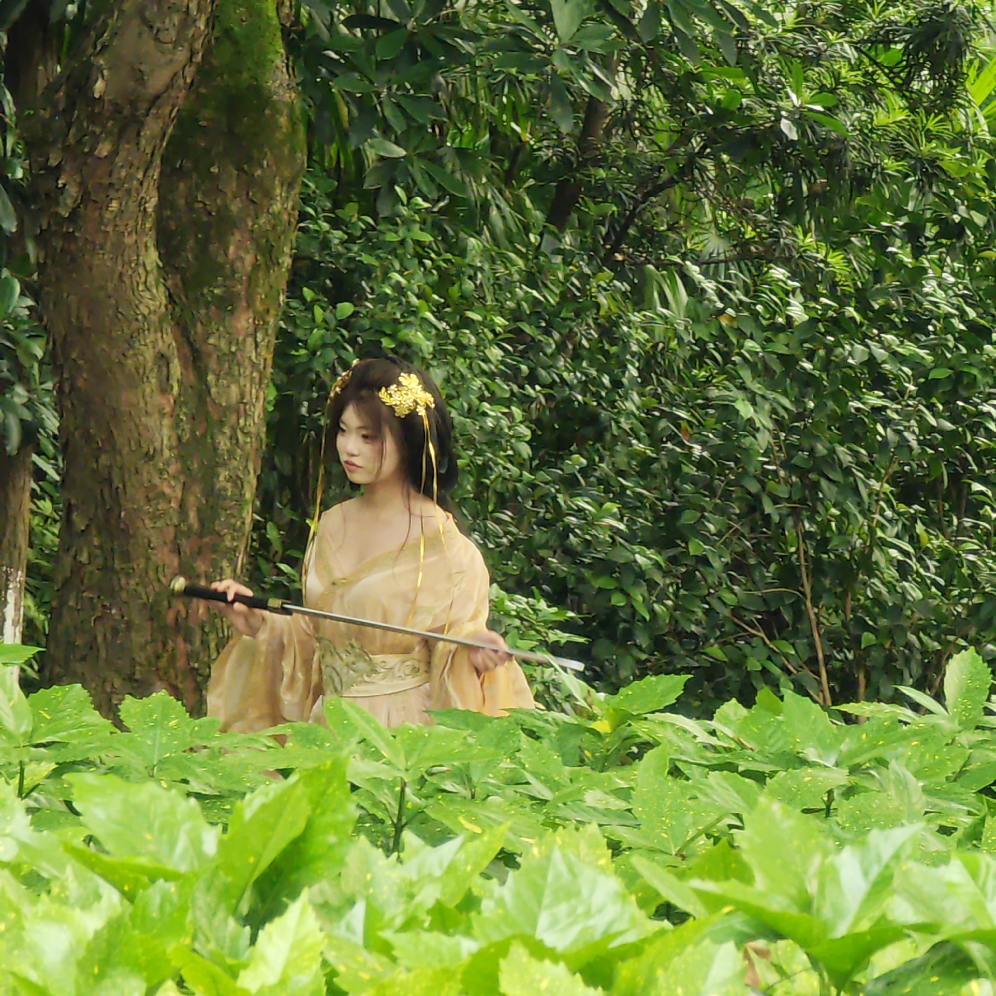 A woman in a golden hanfu, adorned with golden floral headwear, stands amidst dense greenery in Yuzhong District, China. She holds a drawn sword. She is positioned in front of a tree trunk, with a background of foliage. In the foreground is a field of broad, green leaves.