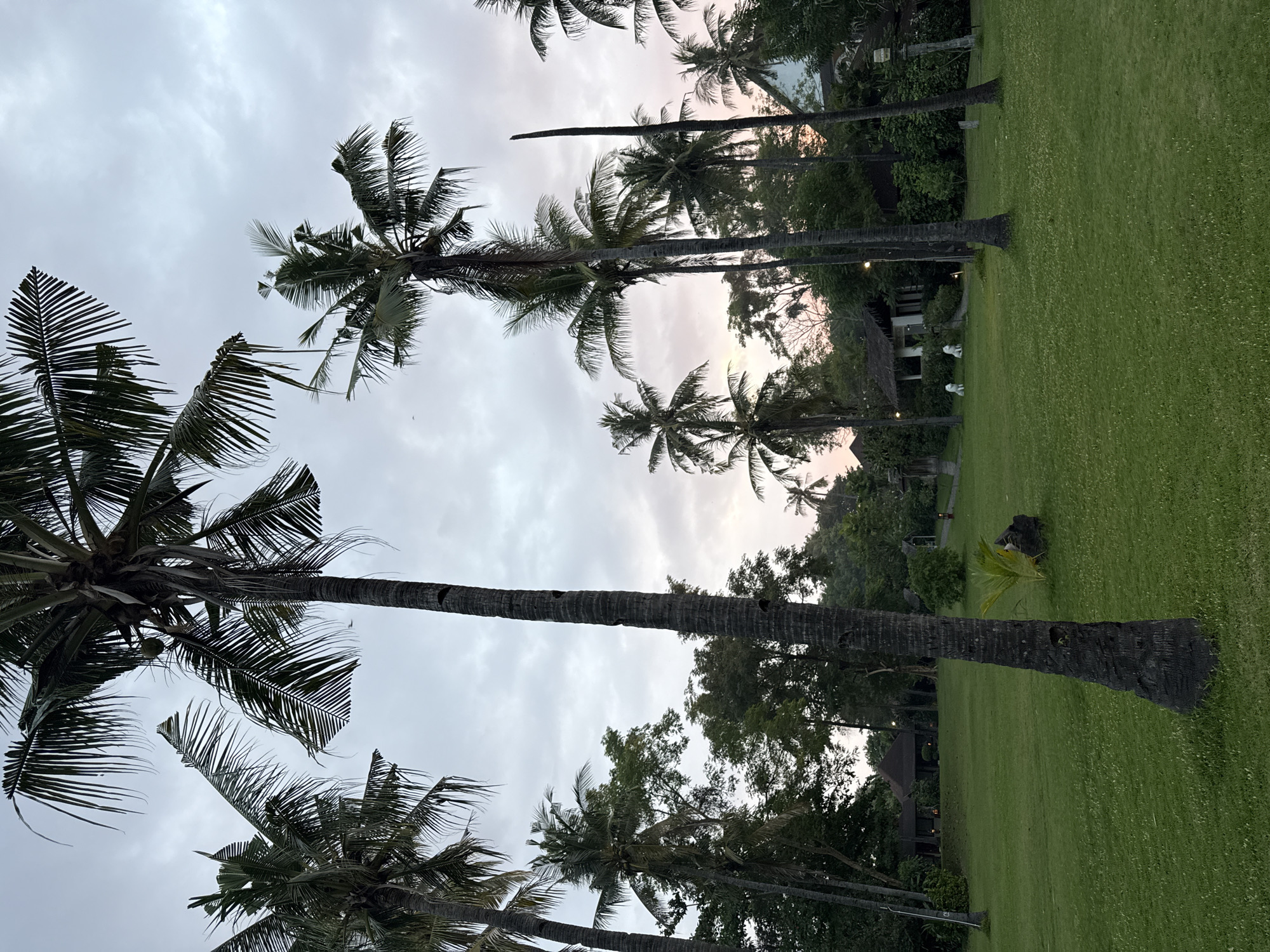 The image depicts a tropical scene in an unknown location in Indonesia. Several tall palm trees dominate the foreground and midground, their trunks visible from base to crown. The trees stand on a well-maintained green lawn. In the background, there's denser vegetation with hints of buildings possibly dwellings. The sky is overcast with grey and some faint pink hues near the horizon.