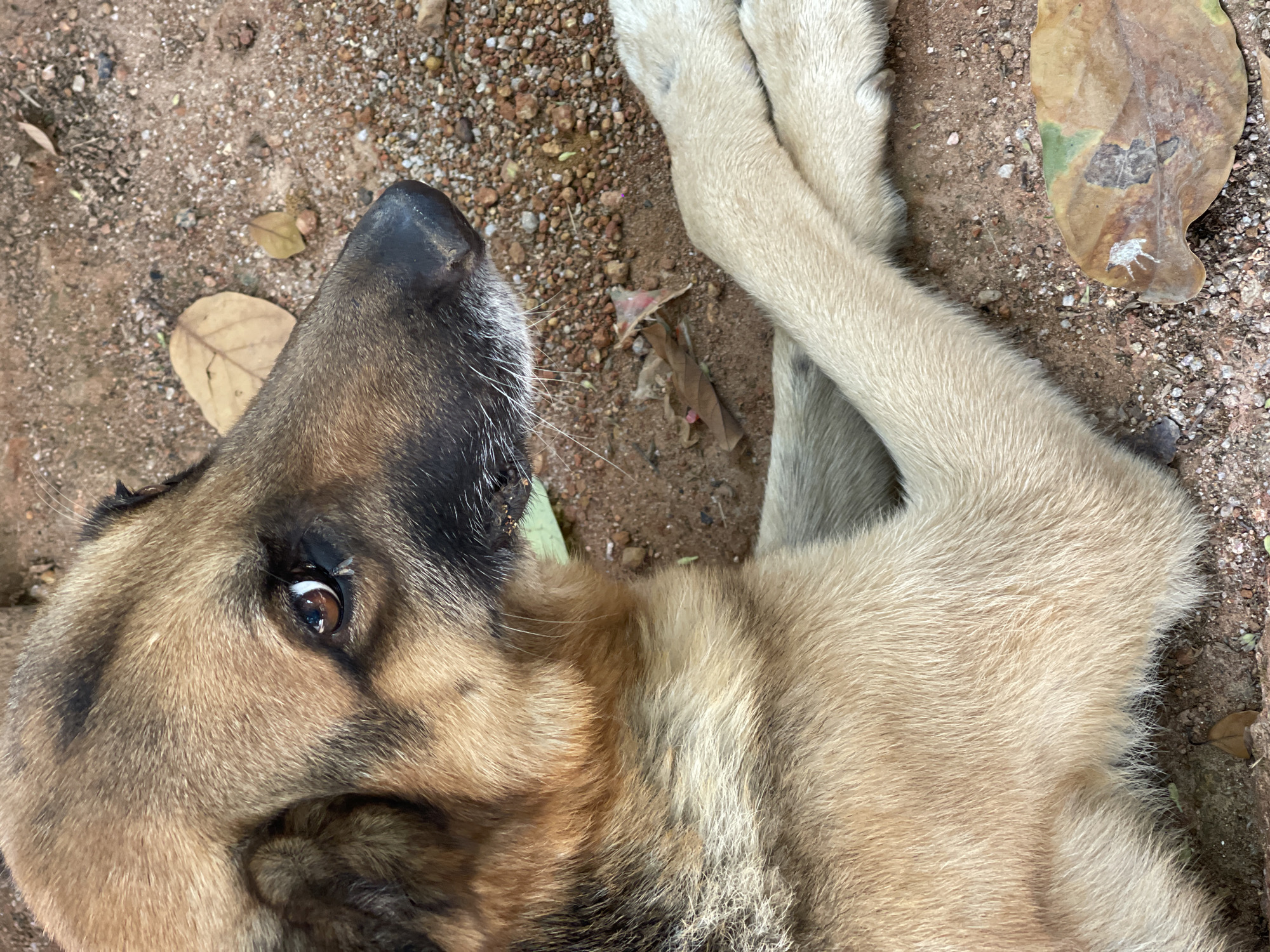 A tan and black dog, likely a German Shepherd mix, rests on reddish-brown soil mixed with pebbles and a few scattered dried leaves. The dog is lying on its side, with its light-colored front paws crossed. The location is Jos, Nigeria.