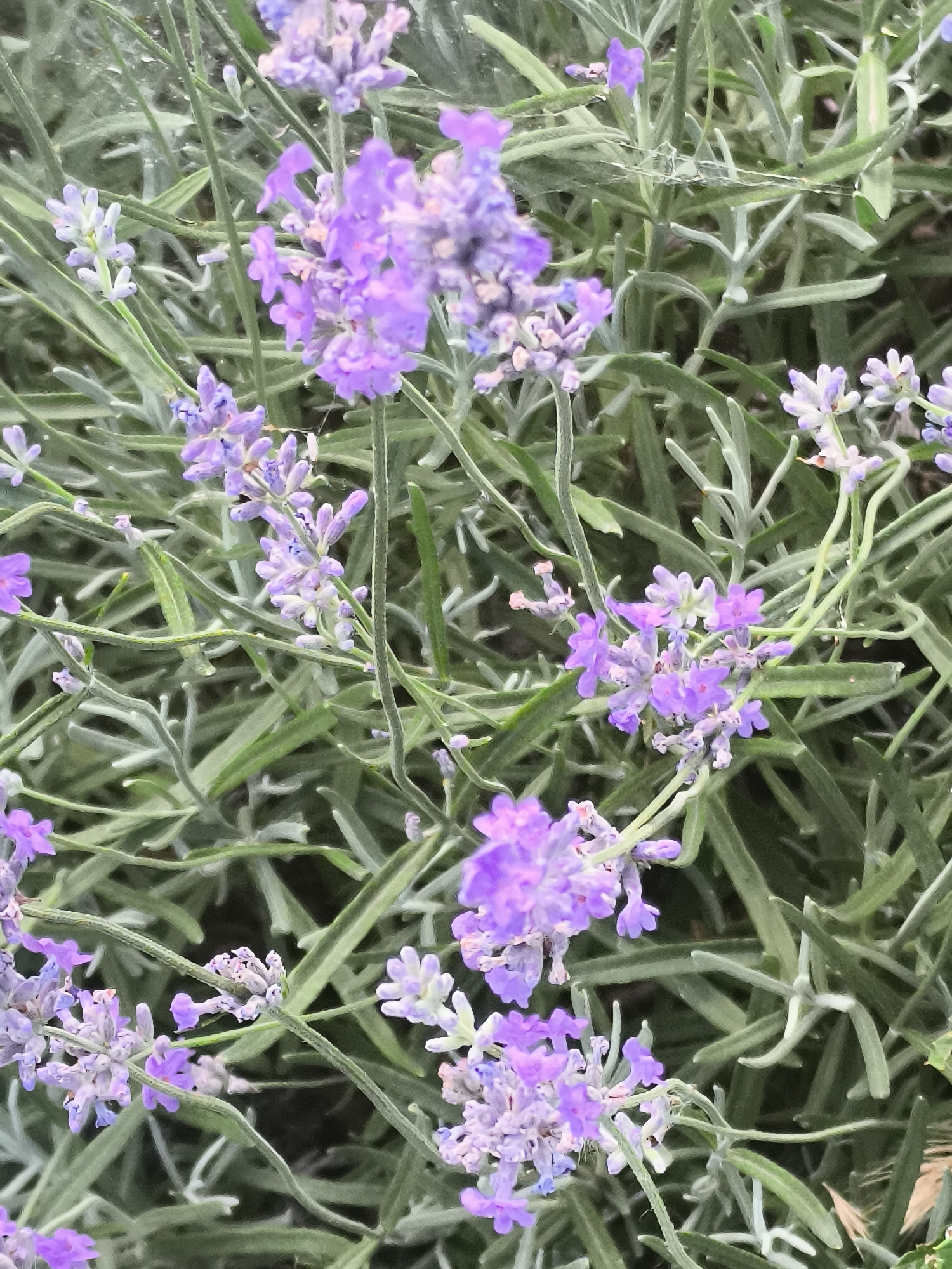 This is a close-up, eye-level, medium shot of lavender plants in the city of Dobrogea Veche, Moldova. The scene is dominated by clusters of small, purple lavender flowers and their elongated, grayish-green leaves and stems. The flowers are arranged in spiky formations along the stems, with some blooms appearing more vibrant and intact while others are faded or partially wilted. The background consists of more lavender foliage, creating a soft, textured backdrop. The lighting is diffused, suggesting an overcast day or shade. There are no people or animals visible in the image. The overall impression is one of natural growth and the delicate beauty of the lavender flowers.