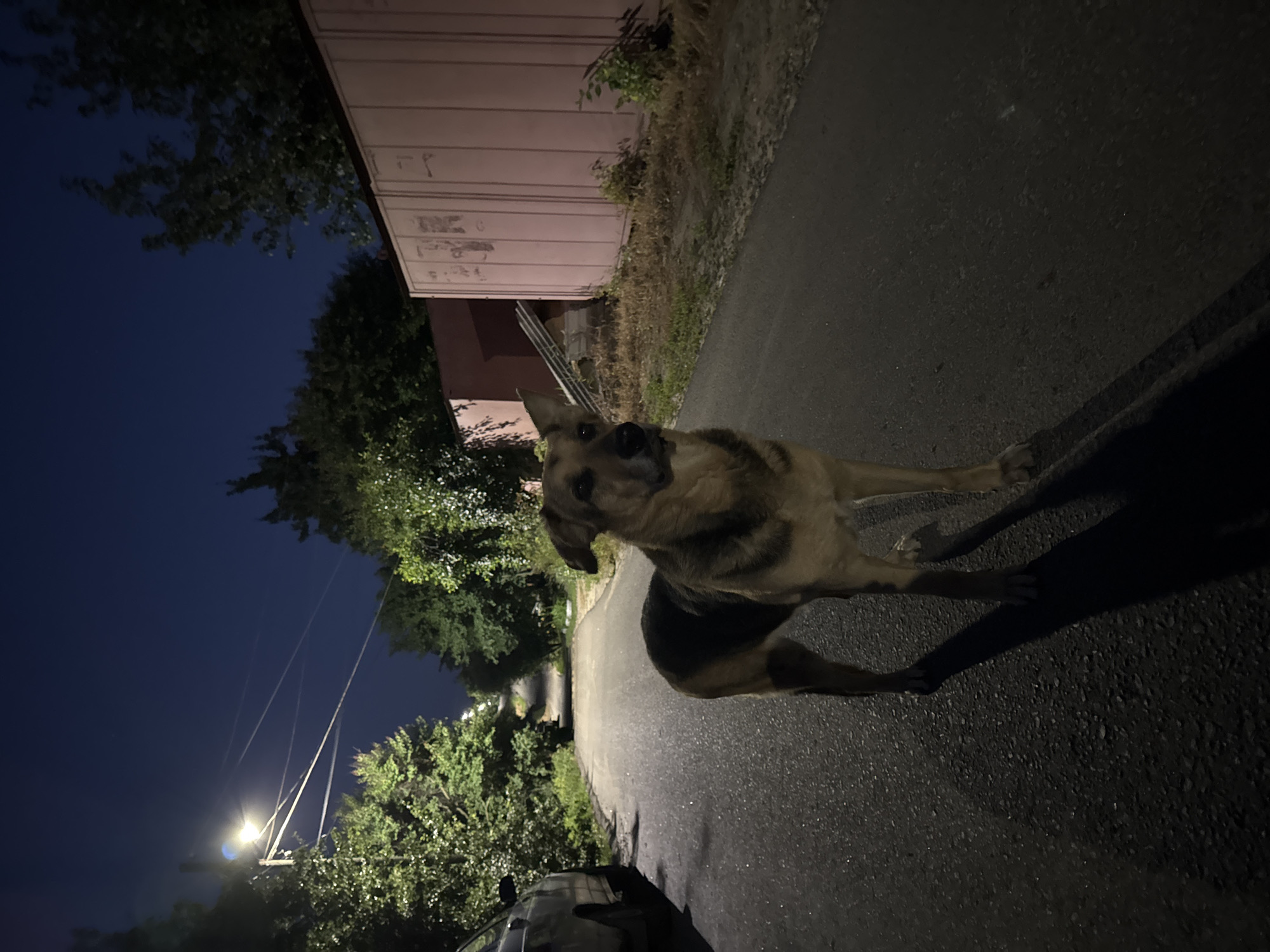 A medium-sized, tan and black dog stands on an asphalt road at night in Novaya Usman', Russia. The dog is facing slightly to the right, with its head turned towards the viewer. A street light illuminates the scene from the left, casting a long shadow of the dog on the road. Trees line the sides of the road, and a pink metal structure is visible on the right. A parked car is partially visible on the left. The sky is dark blue, indicating it is nighttime.