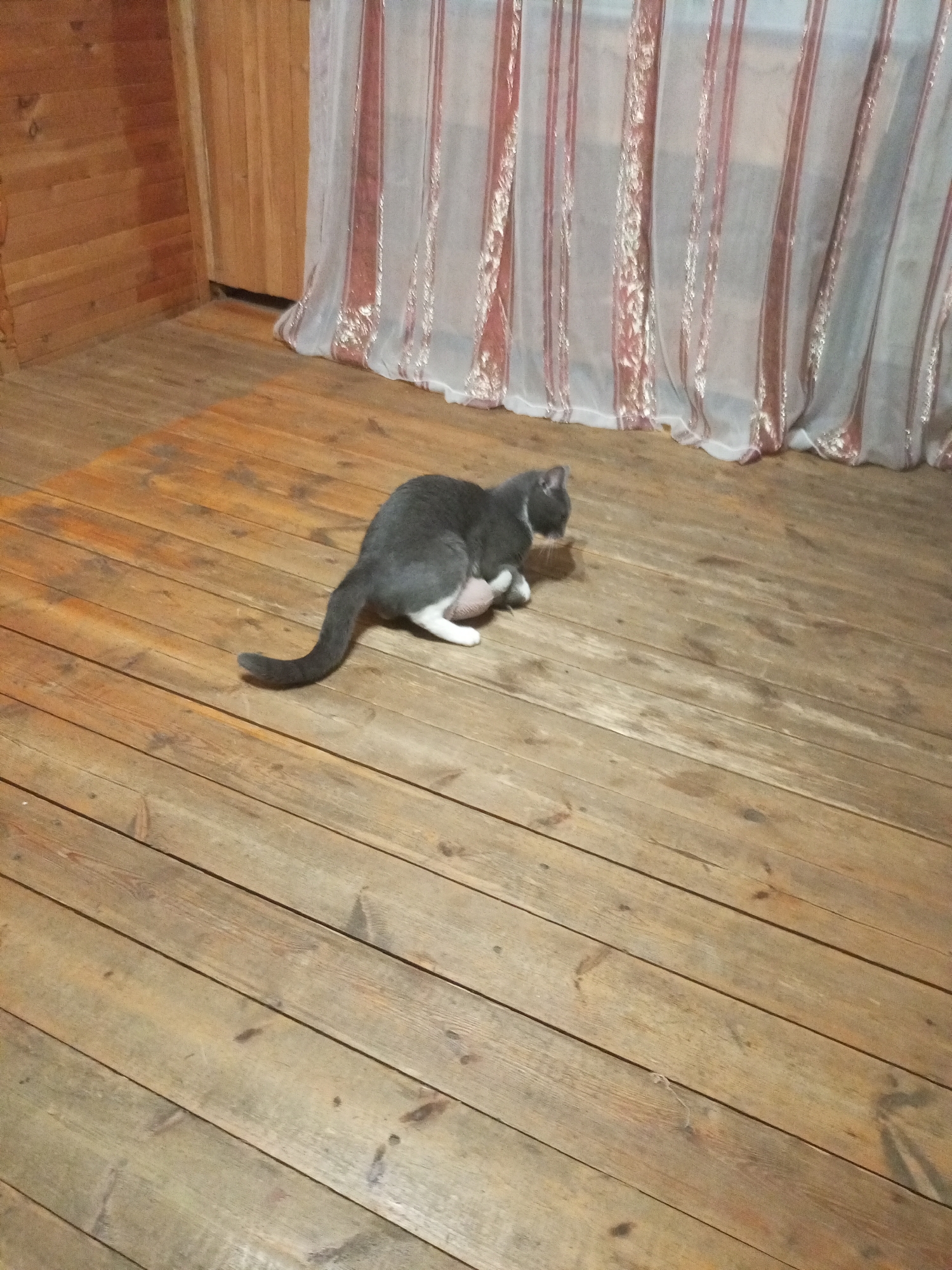 A gray cat is playing with a pink toy on a wooden floor in a room with wooden walls and a sheer curtain with pink stripes. The scene is indoors, likely in a residential setting. No specific location within Vsevolozhsk, Russia can be determined from the image.