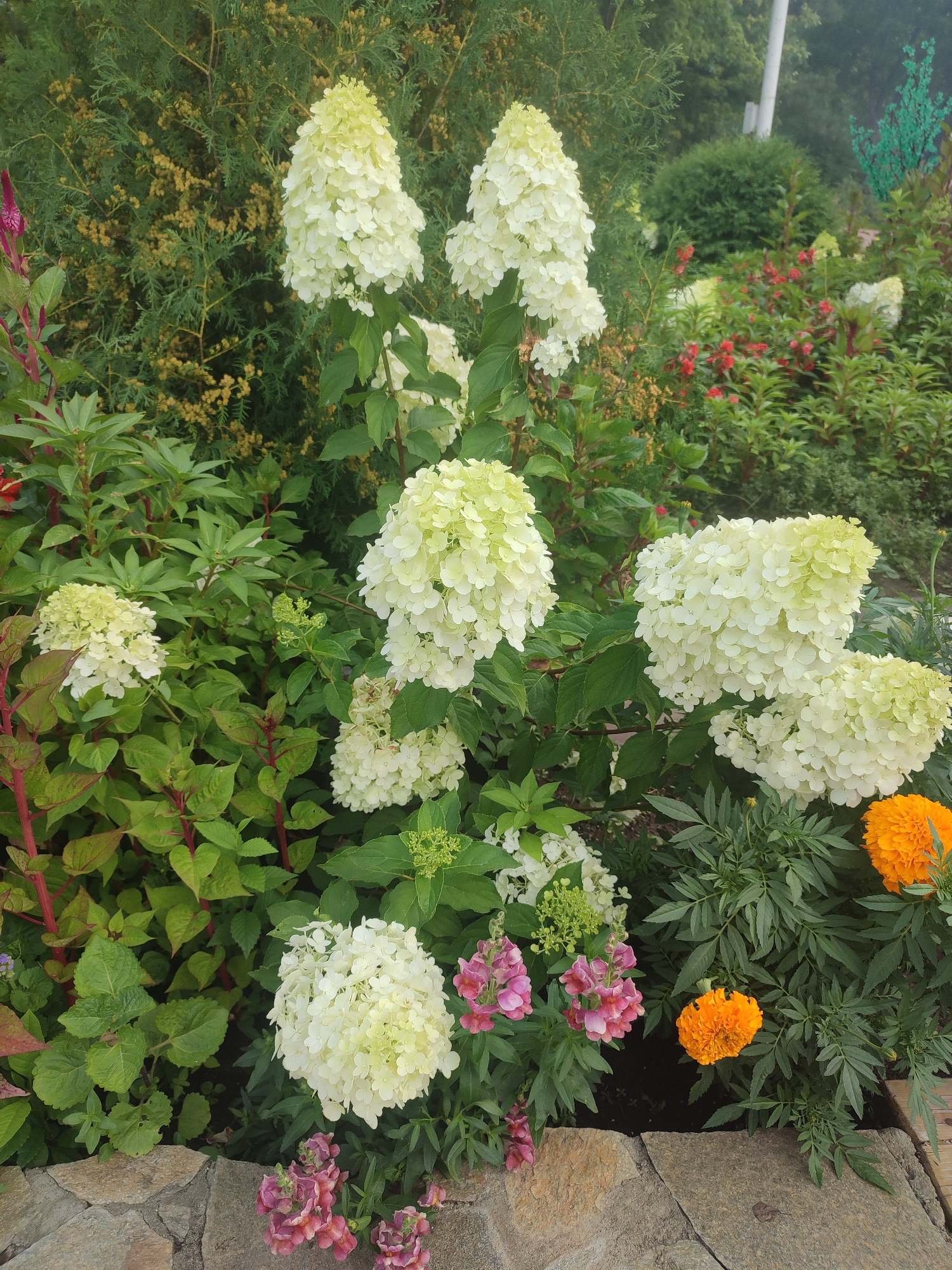 A medium shot captures a lush garden scene in Байшуақ, Kazakhstan. The foreground features a border of rough-hewn, pale grey stones, with some of the stones also appearing on the lower right, bordering a section of wooden planks. Beyond the stone border, various plants and flowers thrive. Dominating the scene are large, conical clusters of creamy white hydrangeas, some with a slight green hue at their tips. Interspersed with the hydrangeas are vibrant green leaves, some with reddish stems.
To the right, two bright orange marigolds stand out, their textured petals fully open. Below them and to the left of the marigolds are clusters of delicate pink and purple snapdragons. Further into the garden, taller, slender red flowers are visible amongst the greenery, and in the background, a dense evergreen shrub with small, yellow seed-like clusters creates a textured backdrop. A tall, slender white pole is visible in the upper right background. The overall impression is one of a well-maintained, colorful garden.