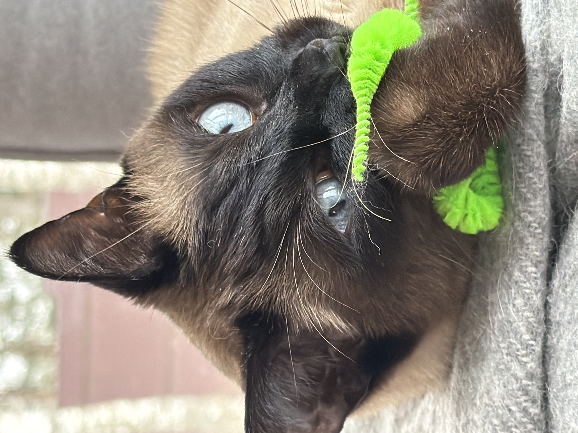 The image features a close-up, inverted view of a Siamese or Siamese-mix cat playing. The cat has distinctive point coloration, with a dark brown mask covering its face, dark ears, and what appears to be dark paws. Its fur is predominantly light tan on its body, contrasting with the darker points.
The cat's most striking feature is its piercing, bright blue eyes, which are wide open and reflecting light, indicating alertness and engagement. Its prominent whiskers are visible against its dark fur.
The cat is actively interacting with a vibrant, neon green, fuzzy toy, which appears to be a twisted pipe cleaner or a similar textured material. The toy is held near the cat's face and one of its paws, suggesting it's in the midst of play.
To the right of the cat, a soft, textured grey fabric is visible, possibly a blanket, sweater, or part of a cat bed, providing a cozy setting. The background on the left is softly blurred, showing muted, warm tones that suggest an indoor environment with indirect lighting.
The overall impression is one of a playful and curious feline captured in a moment of engagement. There is no visible text in the image. The time of day appears to be daytime due to the natural-looking illumination.