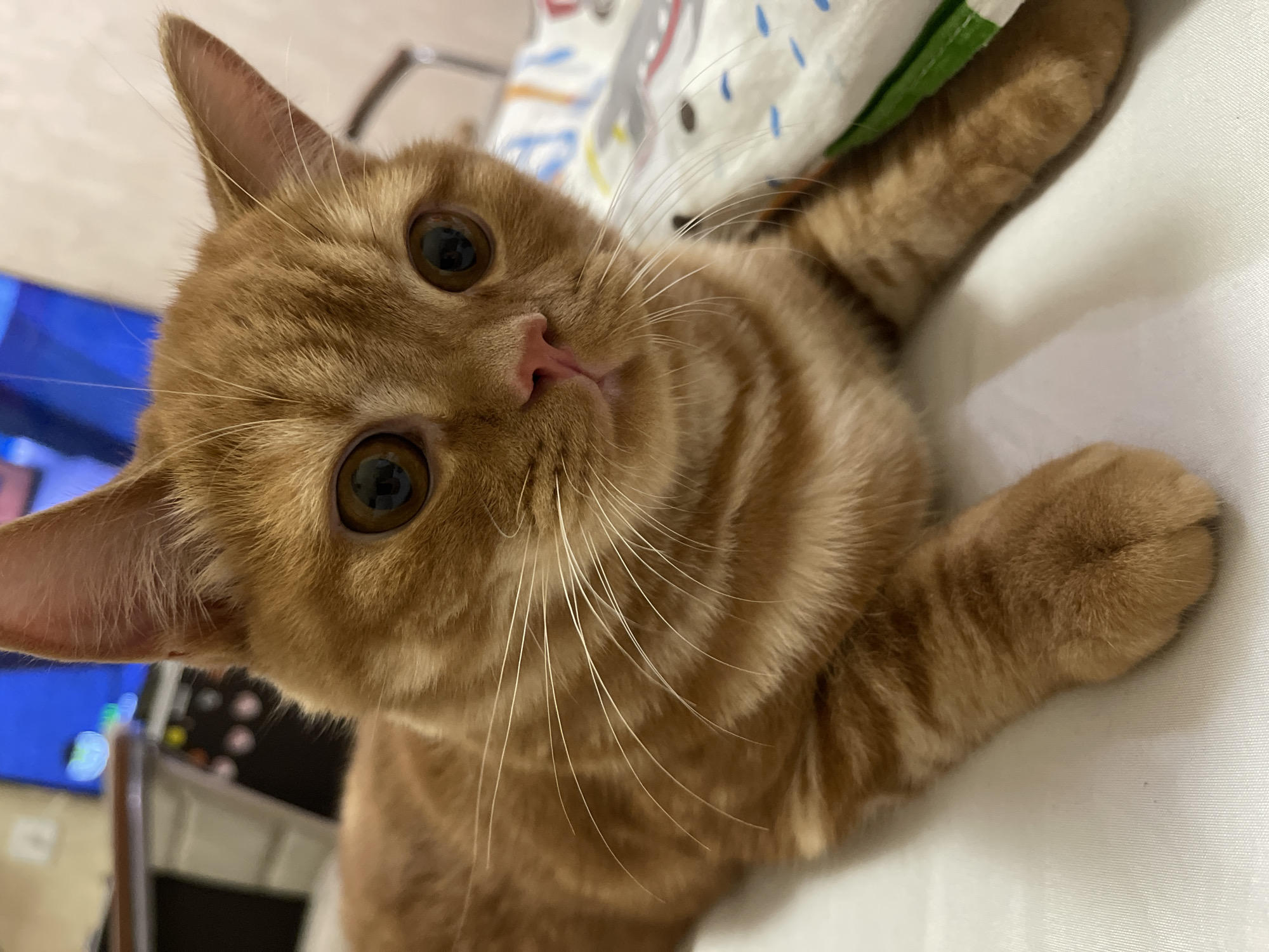 An orange tabby cat with large, round, dark brown eyes is lying on a white surface. The cat's fur has distinct darker orange stripes. Its pink nose is visible, and long white whiskers fan out from its muzzle. The background is blurred, showing what appears to be a television screen with blue light and some furniture. A patterned fabric with green and white accents is partially visible to the right of the cat. The scene is indoors. There is no indication of the location being in Kommunarka, Russia, as this is an indoor domestic scene.