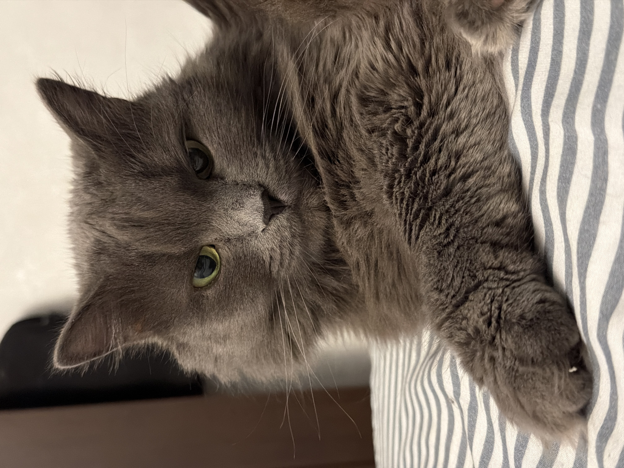 An indoor photograph captures a fluffy, medium-haired grey cat lying upside down, looking directly at the viewer. The cat's head is positioned towards the left of the frame, showcasing its striking green-yellow eyes, a small dark nose, and long, delicate whiskers that extend outwards. Its fur is a uniform charcoal grey, appearing dense and soft.
The cat is resting on a surface, with a distinct white and blue striped fabric, likely a pillow or blanket, visible prominently on the right side of the image and partially beneath the cat's body and paw. The background behind the cat's head is a light-colored wall transitioning to a darker, blurred area, possibly representing furniture or another room feature.
The cat appears calm and relaxed, with a neutral and observant expression, suggesting it is either resting or simply fixated on something outside the frame. The image is well-lit, indicating an indoor setting, likely within a home environment. No specific activity beyond resting is depicted. There is no visible text. The location context for this scene is Chaikovsky, Russia.