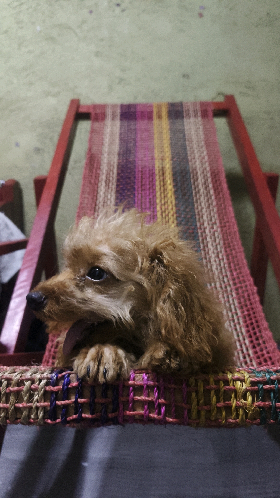A medium close-up shot shows a small, light brown poodle puppy sitting on a woven chair. The puppy is facing left, with its tongue slightly sticking out. Its front paws are resting on the edge of the chair. The chair has a striped woven seat in shades of pink, purple, yellow, and beige, and red wooden supports. The background is a greenish wall. The scene appears to be indoors.