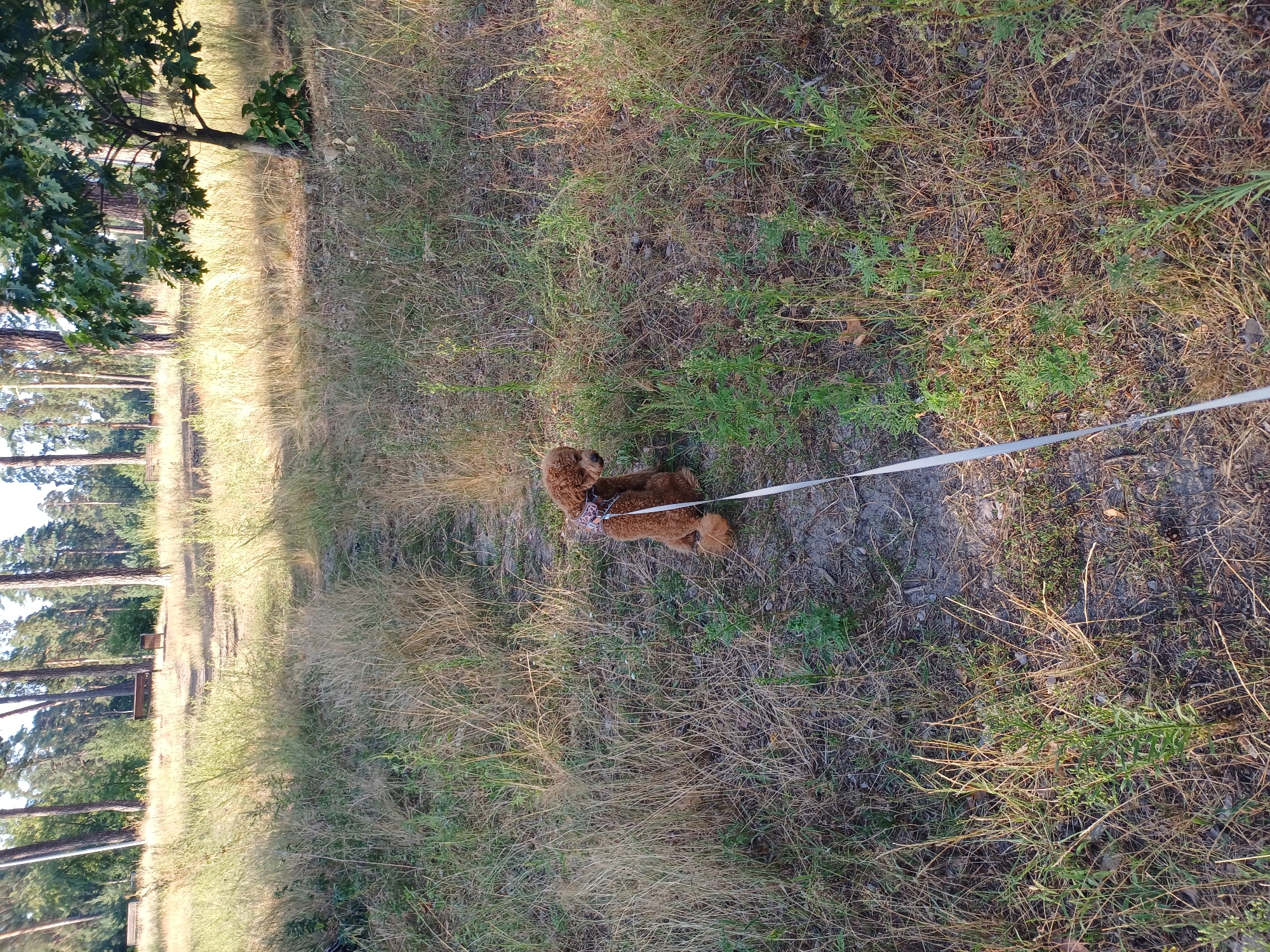 A brown poodle is sitting on a dirt path in a park-like setting, facing away from the camera. The dog is wearing a decorative harness. A light-colored leash extends from the harness and trails along the ground. The ground is covered in dry grass, with some green plants interspersed. In the background, there are several tall trees and the hint of park benches. The scene appears to be a daytime outdoor setting, possibly in a wooded area of a city park in Kyiv, Ukraine.