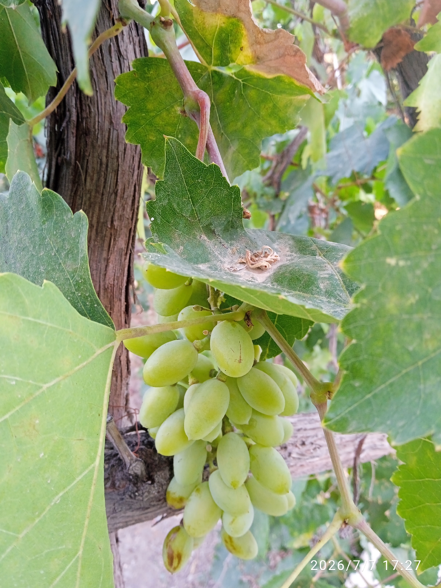 A close-up, vertical shot shows a cluster of unripe green grapes hanging from a vine. The grapes are oval-shaped and clustered together. The vine has thick, woody stems and large, green leaves, some of which are beginning to turn brown at the edges. A rough, textured wooden trunk is visible to the left of the grapes, possibly supporting the vine. The background is a blur of green leaves and branches, suggesting an outdoor setting in a vineyard or garden. The lighting is natural, casting soft shadows. A timestamp "2026/7/7 17:27" is overlaid in the bottom right corner of the image.