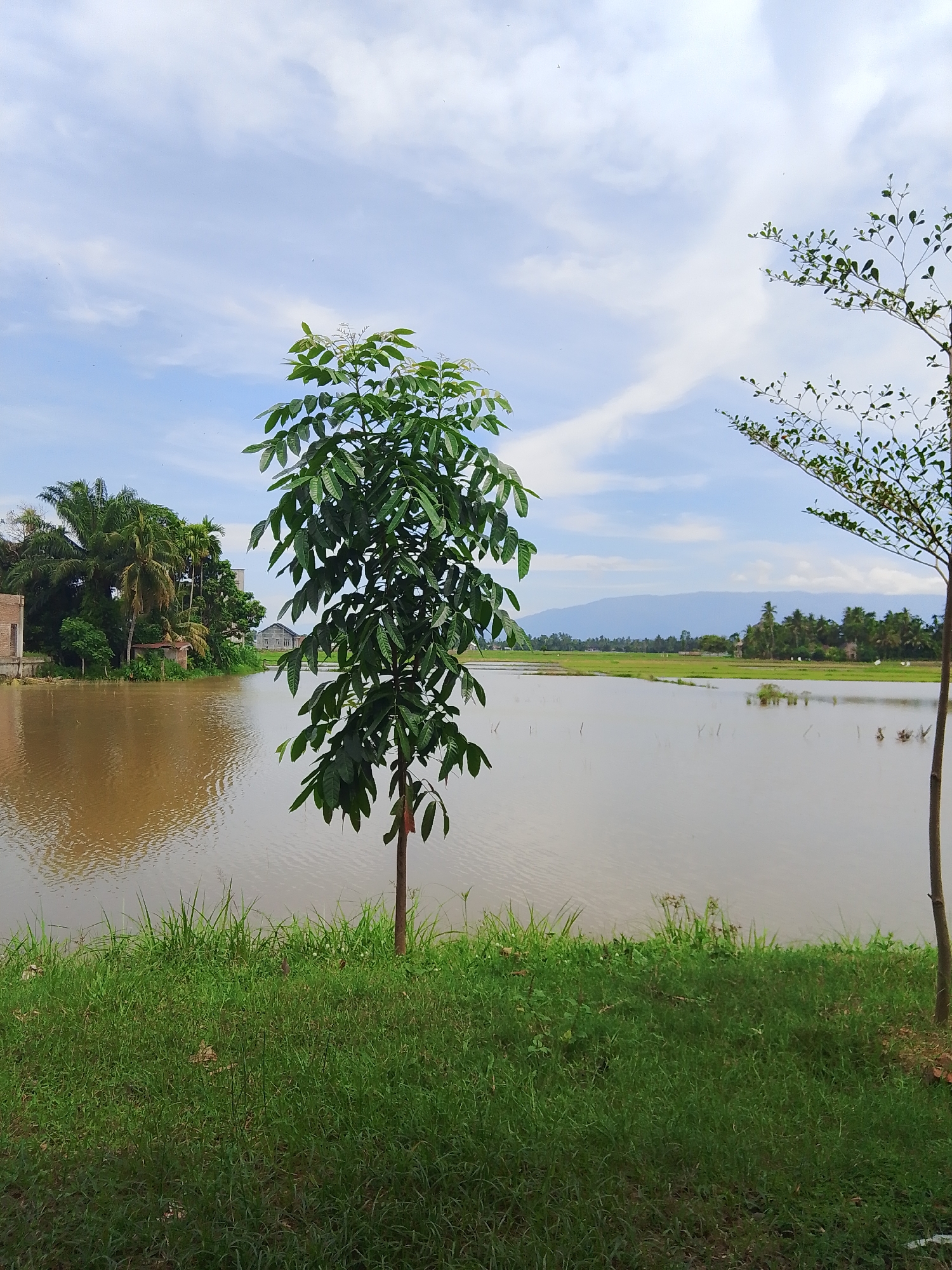 The image depicts a tranquil natural scene, likely a rural area, with a body of calm, brown water dominating the foreground and midground. A lush green grassy embankment runs along the bottom of the image, bordering the water. A small, slender tree with vibrant green leaves stands in the center foreground, its trunk thin and reddish-brown. In the midground, on the left, a collection of trees, including tall palm trees and smaller vegetation, line the edge of the water. A building with a red roof and brick walls is partially visible among the trees on the left. Further back, a modern house with a gray roof can be seen across the water. The background features a flat, green landscape, likely rice paddies, stretching towards a distant range of blue mountains under a partly cloudy sky. The sky is a pale blue with scattered white clouds, and a few faint birds or insects are visible as small dark specks. On the far right, a portion of another tree with delicate branches and small green leaves is visible, framing the scene. The lighting suggests it is daytime, with diffused light from the sky. The overall impression is one of serene, rural natural beauty. The location is Meunasahmee, Indonesia.