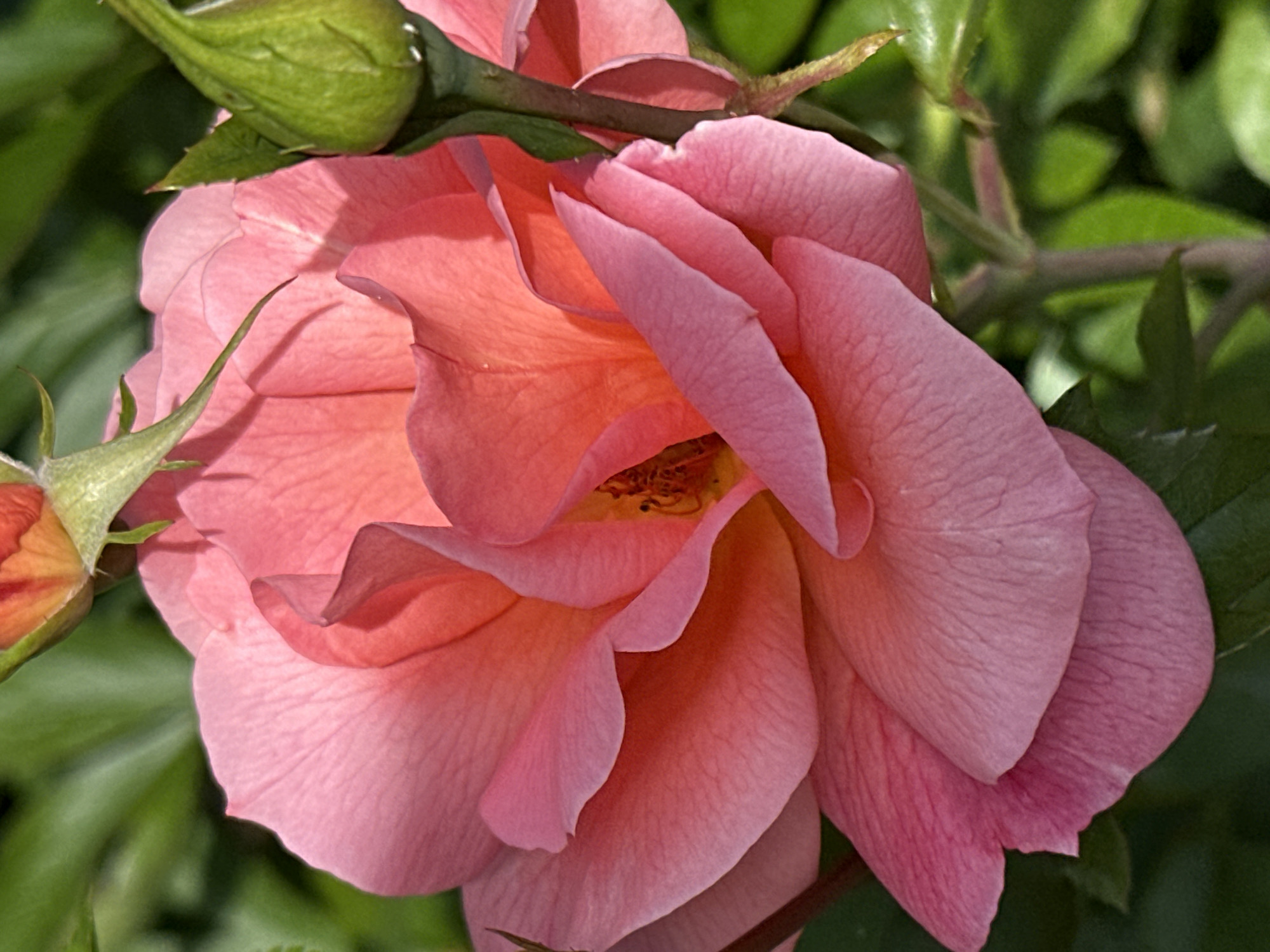 A close-up shot focuses on the center of a vibrant pink rose, its petals unfurling in a delicate swirl. The rose is in full bloom, with some petals appearing translucent in the light, revealing intricate veins. The center of the rose shows hints of yellow and brown stamens. To the left, a partially closed rose bud, tinged with orange and pink, is visible, along with a green sepal. Green leaves and stems form the background, creating a lush, natural setting. The lighting suggests it is daytime, with shadows indicating the direction of the sun. The overall impression is one of natural beauty and the serene atmosphere of a garden. The location is Ostafievo, Russia. There is no visible text in the image.