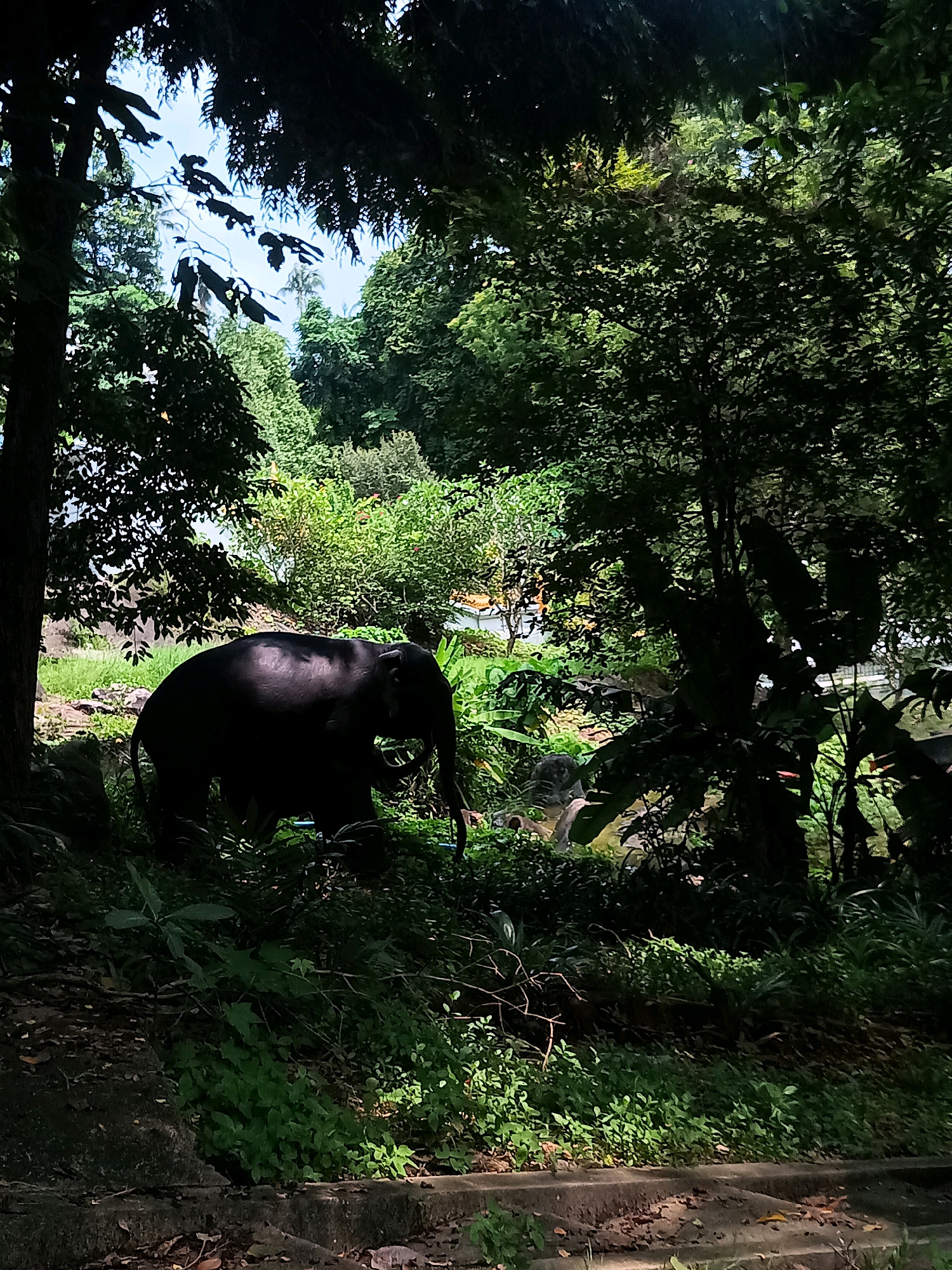 An adult elephant stands in the shade of a lush forest, its dark silhouette stark against the dappled sunlight. The elephant faces left, with its trunk hanging low. The surrounding environment is dense with green foliage, including trees, bushes, and ground cover, suggesting a natural or semi-natural habitat. The ground appears to be a mixture of soil and grass. In the background, there are glimpses of more vegetation and possibly a water feature. The scene is located in Sai Thai, Thailand.