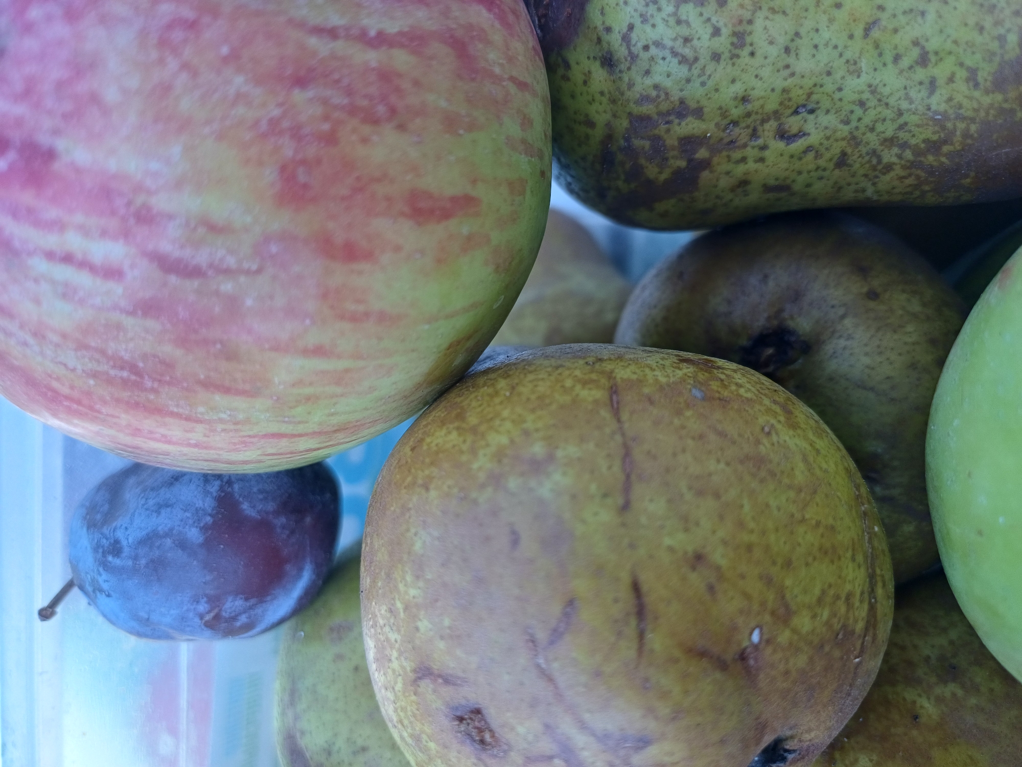 In a close-up, overhead shot, a variety of fruits are piled together. Dominating the top portion of the frame is the side of a large apple, displaying streaks of red and yellow. Below it, to the left, is a dark purple plum with a slight sheen. To the left of the plum and partially obscured is a light green pear. In the foreground and center, a larger, golden-yellow pear is prominent, with faint brown marks and scratches on its skin. To the right of this pear, another green pear with brown speckles is visible, and below that, a portion of a bright green fruit, possibly another pear or apple, occupies the bottom of the frame. The fruits appear to be resting in a transparent container, suggested by the light blue background. The scene is static and indoors.