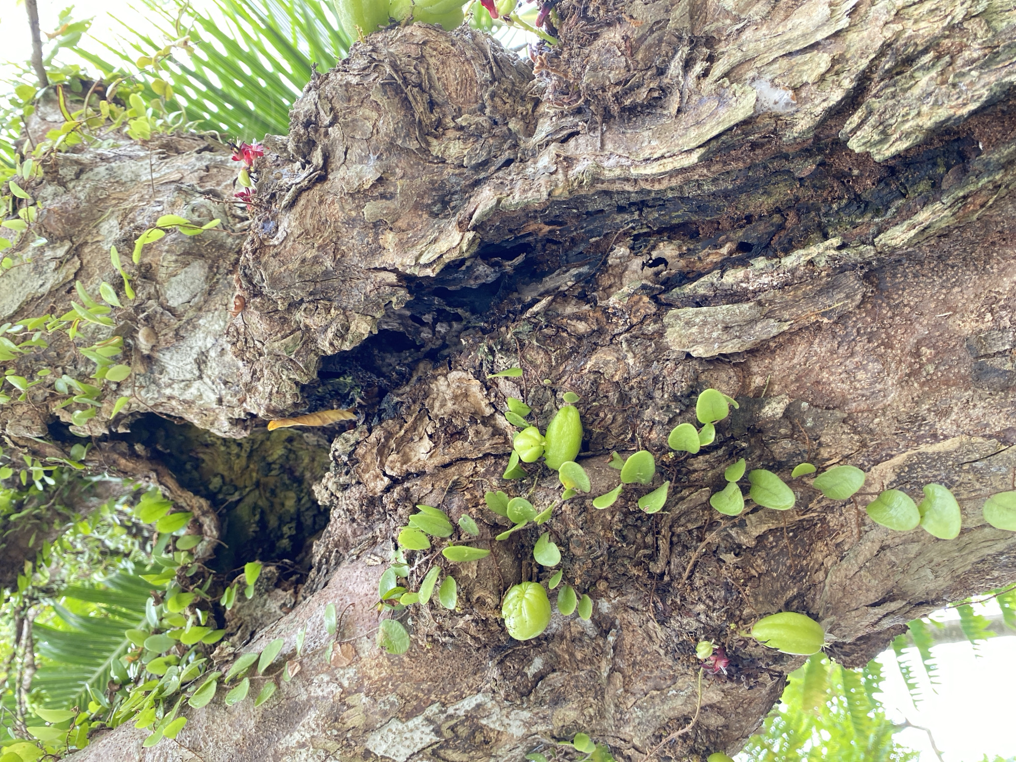 This is a close-up, low-angle outdoor photograph of the textured bark of a large tree in Blangkabu, Indonesia. The tree trunk is thick and appears old, with deep fissures and a rough surface covered in moss and small green leaves of a trailing vine. Several small, green, oblong fruits are visible on the vine, hanging from the bark. In the background, blurred green foliage and a glimpse of a palm frond suggest a tropical environment. A single, small, bright red flower is also present on a stem emerging from the bark. The lighting is natural, and the focus is on the details of the tree bark and the plant growing on it. There are no people or animals visible in the image.