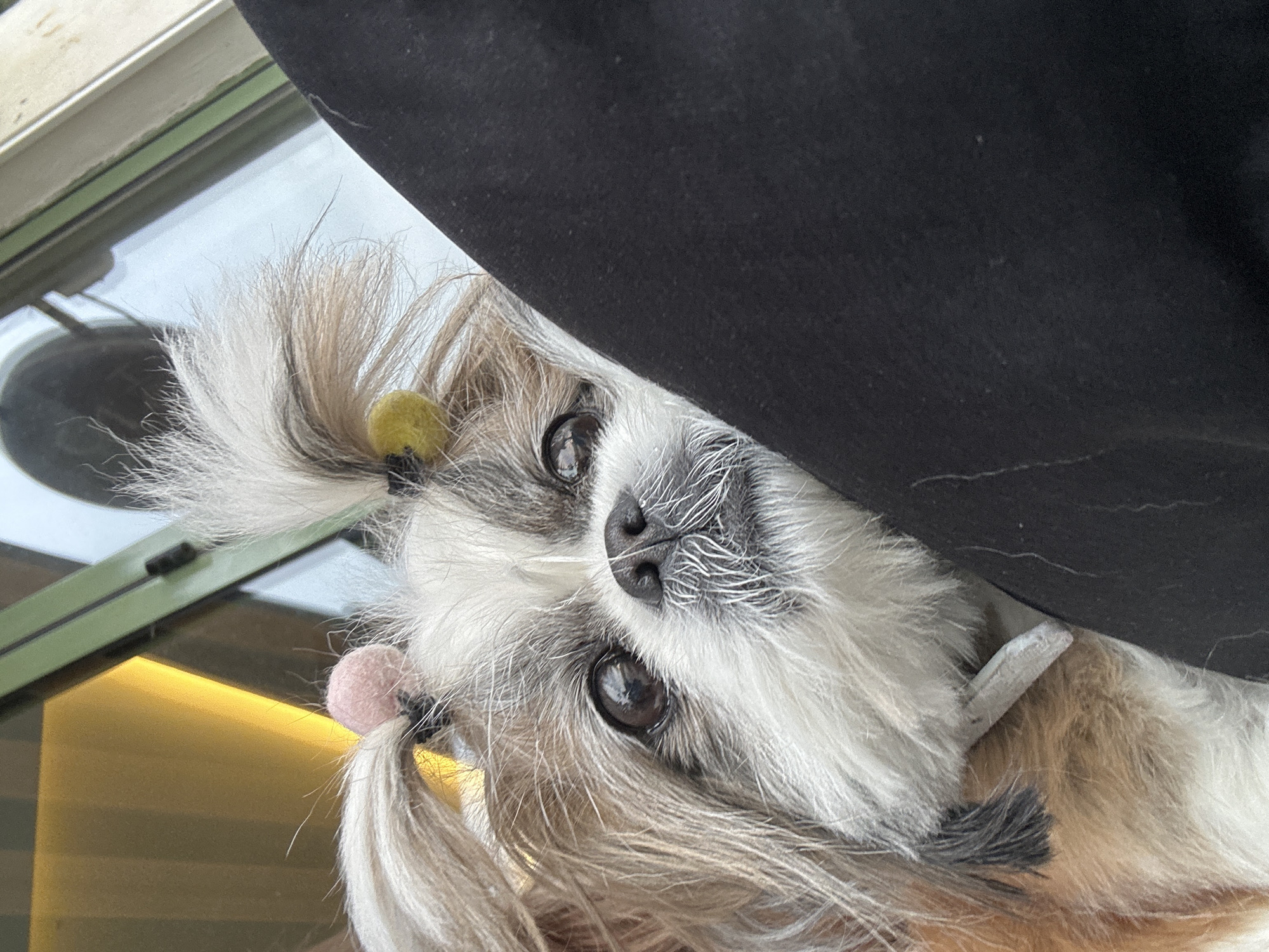 A Shih Tzu-type dog is centered in the frame, its head tilted to the side, peering upwards at the camera. The dog has long, multicolored fur in tones of white, tan, and grey. Its fur is styled into two small ponytails on either side of its head, each secured with a pom-pom, one pink and one yellow. A black fabric object partially obscures the top right of the image. The location appears to be indoors, adjacent to a window with a view obscured by reflection. Given the presence of the Shih Tzu, it is reasonable to believe it is in a residential location. The city of Batumi, Georgia cannot be determined from the visual evidence alone.