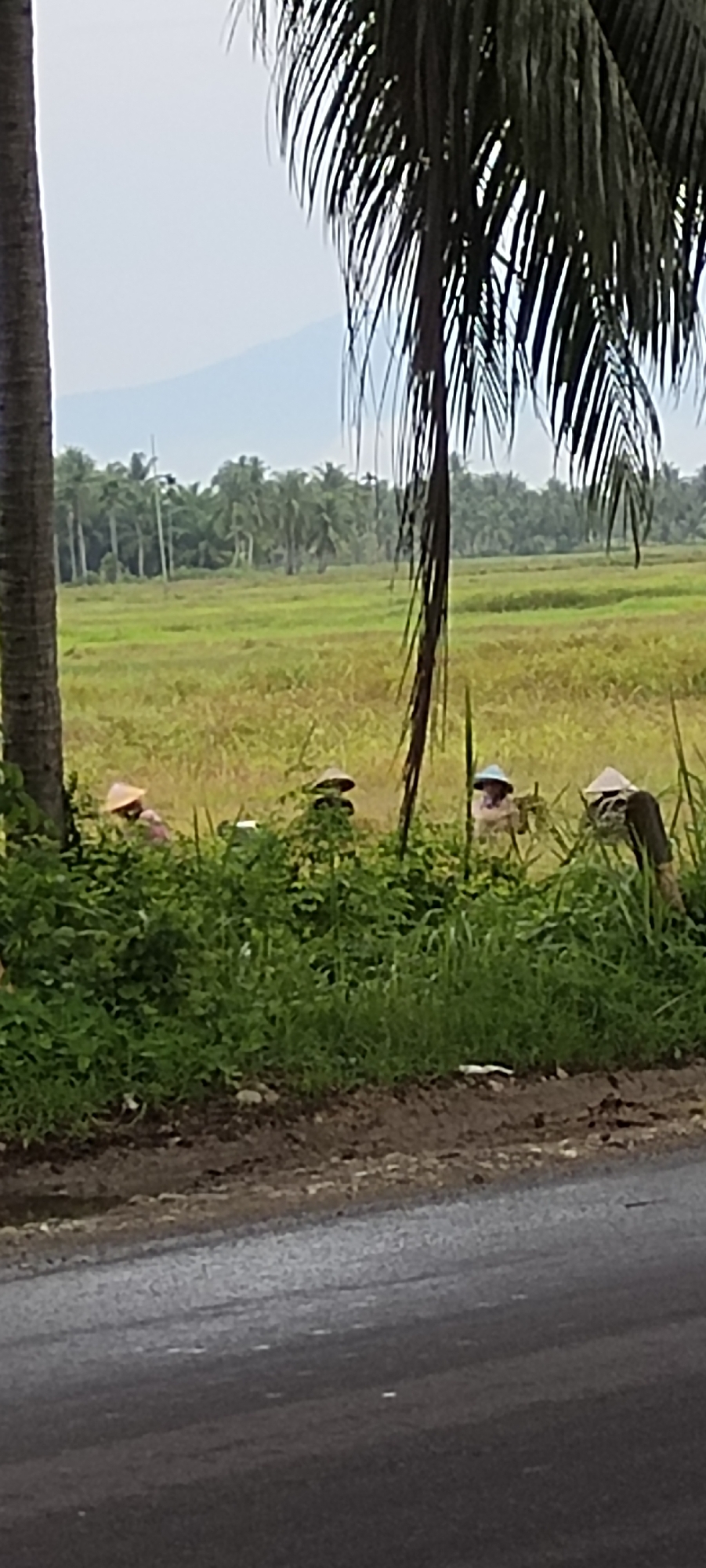 The image, taken in Aluegunto, Indonesia, shows a rural scene dominated by a rice field. Four people wearing conical Asian hats are working in the field, partially obscured by green foliage. The rice field is surrounded by palm trees. A road occupies the lower portion of the frame. A large palm tree stands to the left, and another obscures part of the sky with its leaves. A faint mountain is visible in the distant background. The sky is overcast.