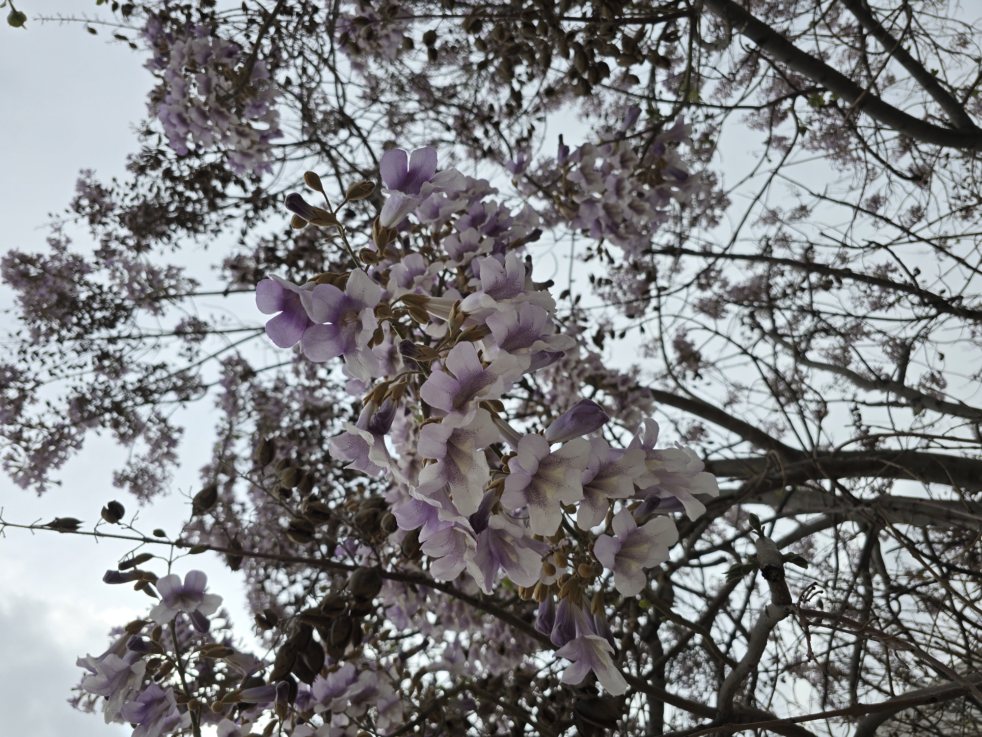 A low-angle shot features branches laden with lavender-colored blossoms, set against a pale sky in Unknown, Unknown. The flowers, the focal point, are a soft lavender hue with white accents, while the bare branches create a complex network, contributing to the overall composition.