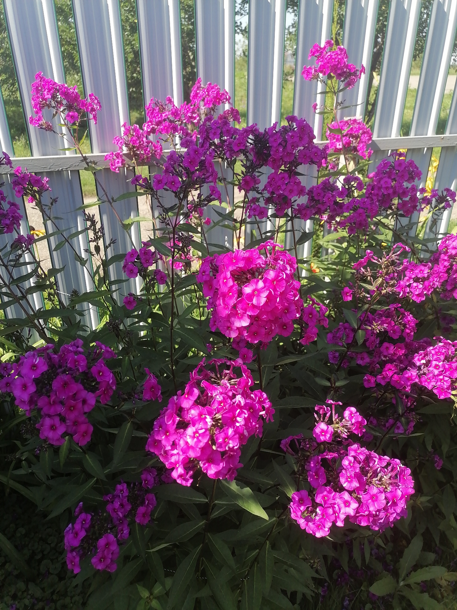 In Pecherniki, Russia, a vibrant cluster of pink phlox flowers blooms in front of a white vertical slat fence. The flowers are arranged in large, dense clusters, with some individual blossoms clearly visible. The petals are a bright, saturated pink, and some appear to be slightly translucent in the sunlight. The foliage is dark green and lush, providing a rich backdrop for the flowers. The fence is made of corrugated metal or plastic, with each slat casting a distinct shadow. Beyond the fence, trees and a hint of sky are visible, suggesting an outdoor setting on a sunny day. The overall impression is one of natural beauty and abundance.