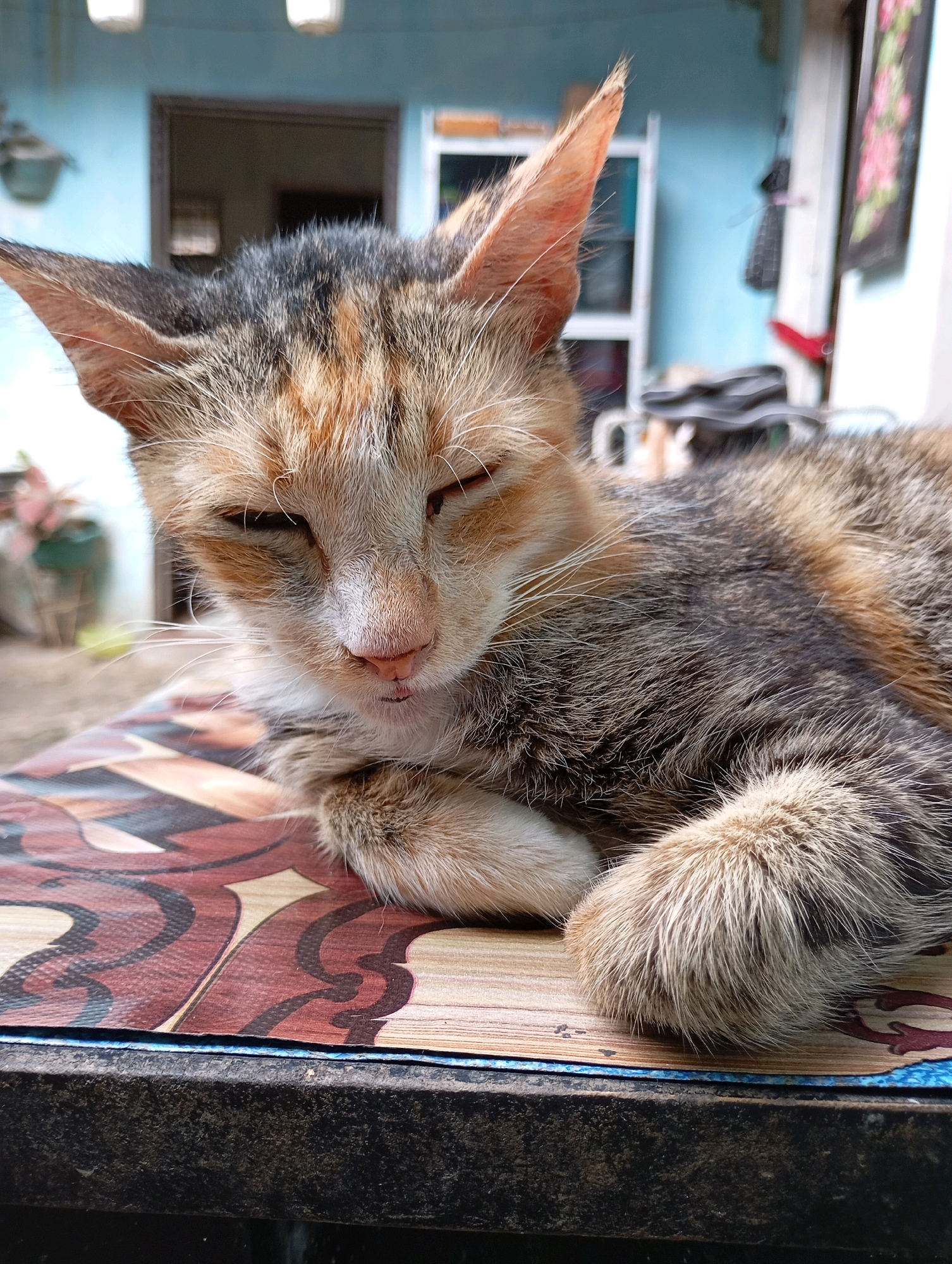 A calico cat is resting on a table. The cat has patches of orange, black, and white fur and is lying down with its eyes closed. The table has a patterned surface with brown, white, and black designs. In the background, a blue wall is visible, along with a doorway and some objects that are out of focus. This appears to be an outdoor setting, possibly a yard or porch, in Balikpapan, Indonesia.