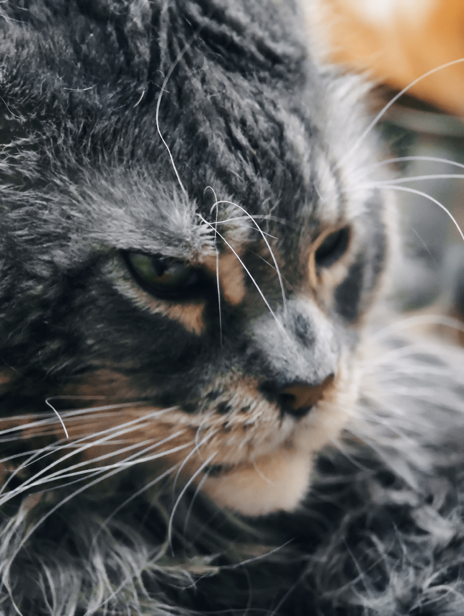 The image is a close-up, vertical, eye-level shot of a domestic cat's face. The cat has gray and brown tabby fur, with prominent white whiskers. The cat's green eyes are visible and appear to be looking slightly to the left of the frame. The background is blurred and out of focus, with hints of orange and green tones. There are no people or any discernible elements of the city of Abakan, Russia, present in the image. The focus is entirely on the feline subject.