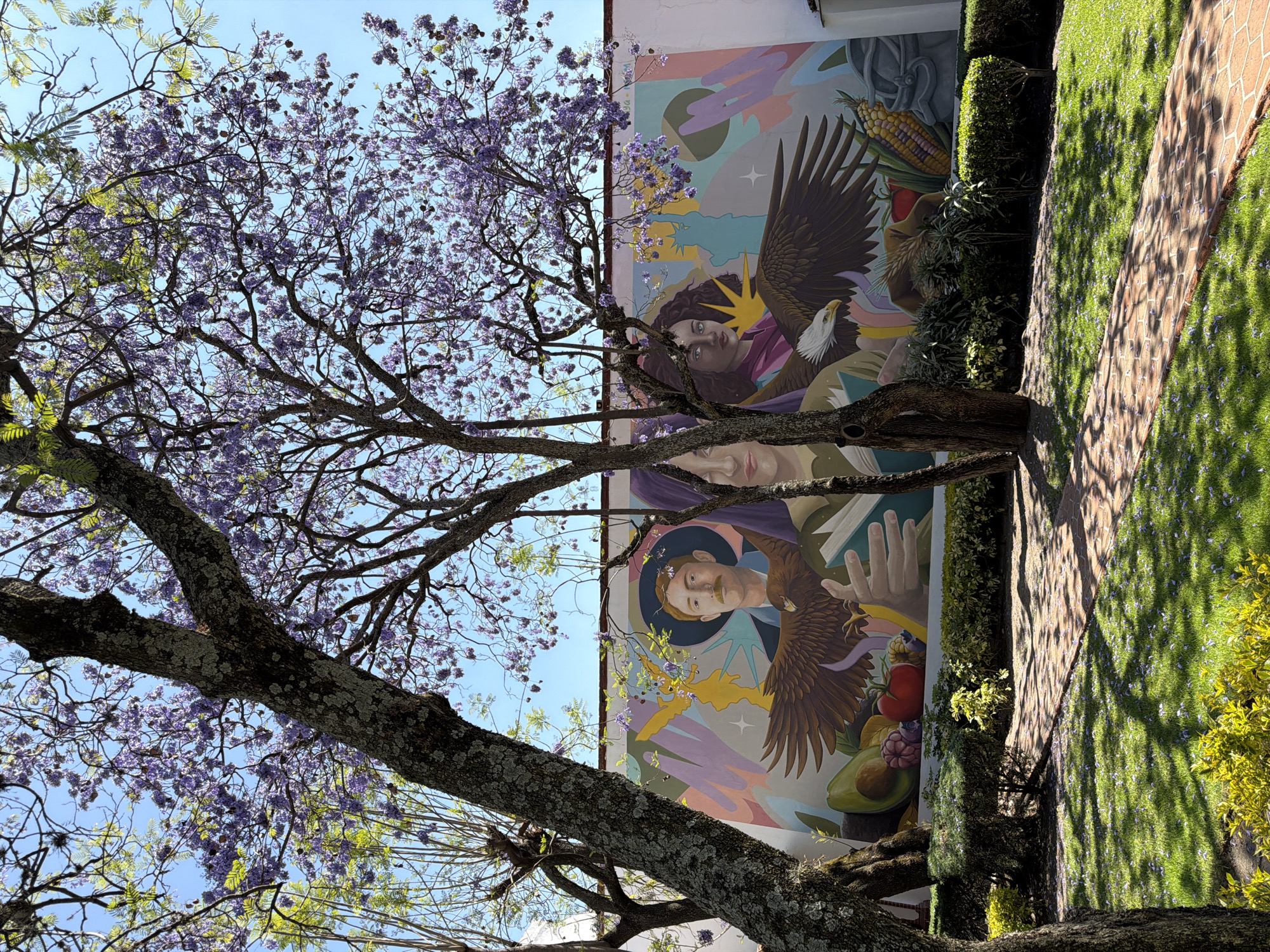 The image displays an outdoor scene in San Andrés Cholula, Mexico, centered on a vibrant mural painted on a white wall, partially obscured by flowering trees. The mural features three stylized human figures from the chest up. On the left, a male with a mustache and a dark hat is depicted alongside a brown eagle with spread wings; below him are an avocado, red berries, and a red tomato. The central figure, a female with a purple head covering, appears to be reading an open book held by two hands, and is largely concealed by a tree trunk. The rightmost figure is a female with dark curly hair and light eyes, paired with a white-headed eagle (bald eagle) with spread wings. To her right, a light blue silhouette resembling the Statue of Liberty is visible. Further right, a basket of corn and other elements are present. The mural's background comprises abstract shapes and colors, including yellow, light blue, pink, and purple, with two white starburst symbols.
In the foreground, several jacaranda trees with textured, lichen-covered trunks and branches are in full bloom, adorned with numerous purple flowers and some nascent green foliage. These trees cast dappled shadows across a bright green lawn. Scattered purple jacaranda petals are visible on the grass and a reddish-brown brick pathway that meanders through the scene. Low green hedges and shrubs line the base of the wall and parts of the pathway. The sky above is clear and bright blue.
