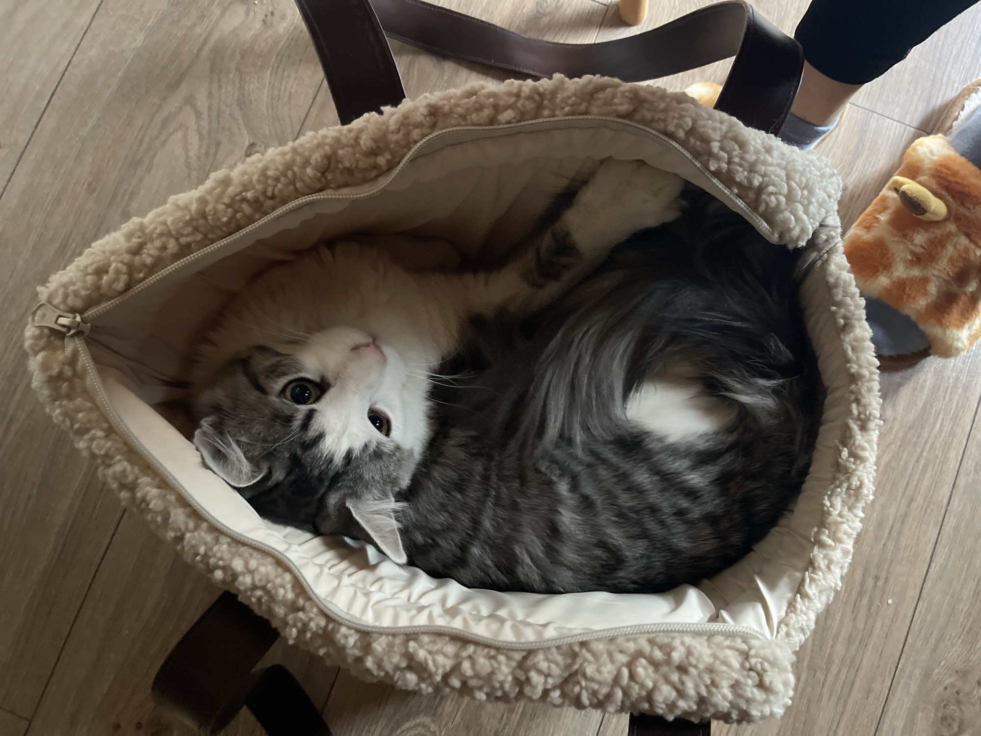 A gray and white long-haired cat is lying in a beige faux shearling tote bag with brown straps. The bag sits on a light brown wooden floor. A person is standing near the bag wearing black pants, gray socks, and orange giraffe slippers. The location is likely indoors. The city and country of Sofia, Bulgaria, are not discernable.