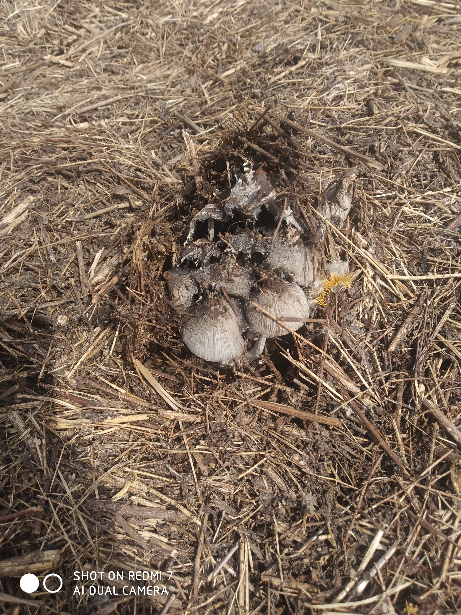 The image shows a cluster of mushrooms growing amidst dried straw and soil. Some of the mushrooms are intact with greyish-white caps, while others appear to be in a state of decomposition, with blackened and decaying caps. The scene is outdoors, under natural lighting. There are no people visible. The location is specified as the city of Chumna, Russia, but there is nothing in the image itself to confirm this.