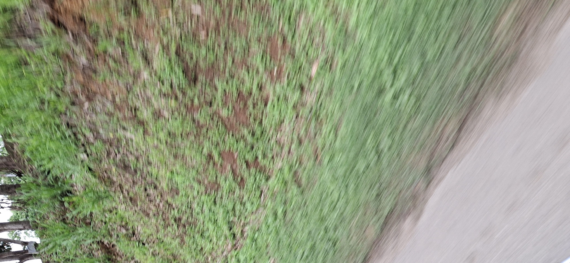 The image displays a blurred scene of a grassy incline next to a paved surface, suggesting it was taken from a moving vehicle. The grassy area is mostly green, with patches of brown earth showing through. Trees are visible at the top of the incline. The paved area appears to be a road or path. The overall impression is of a natural environment bordering a man-made one, with motion blur indicating movement. The specific location of Los Monos, Venezuela, cannot be confirmed or denied from the visual information alone.