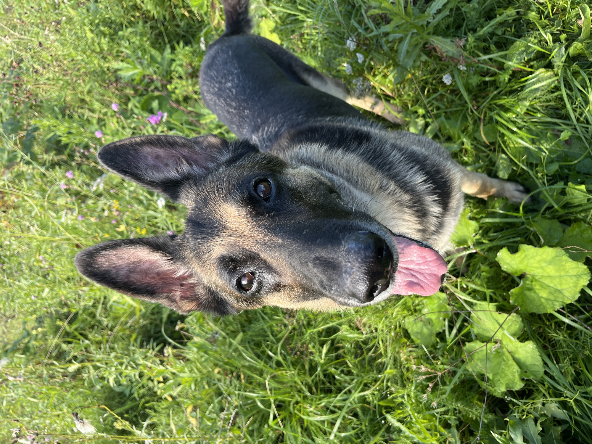 A German Shepherd dog stands in a grassy field. The dog is looking directly at the camera with its tongue out. The background is filled with green grass and some small flowers. The lighting suggests it is daytime. The image appears to be a candid shot of the dog outdoors. The location is not identifiable as Nizhny Tagil, Russia, or any other specific city, as there are no discernible landmarks or signs.