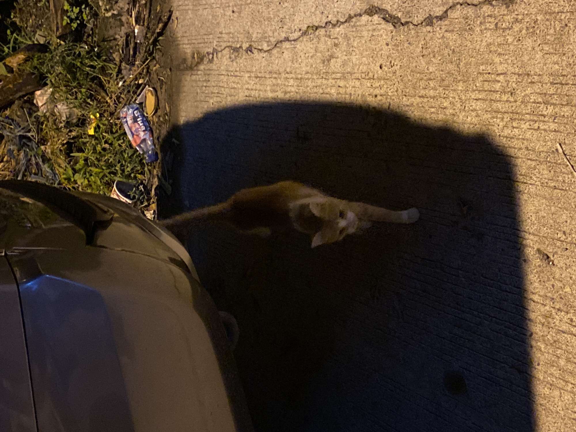 An orange and white cat walks on a concrete surface beside a dark gray vehicle. The scene is illuminated by artificial light, casting a shadow of the vehicle onto the ground. In the background, there is an area of overgrown grass and debris, including a discarded plastic bottle and cup, suggesting an urban environment. This scene is consistent with a roadside location in a residential or commercial area of Davao City, Philippines, where stray animals and litter are common.