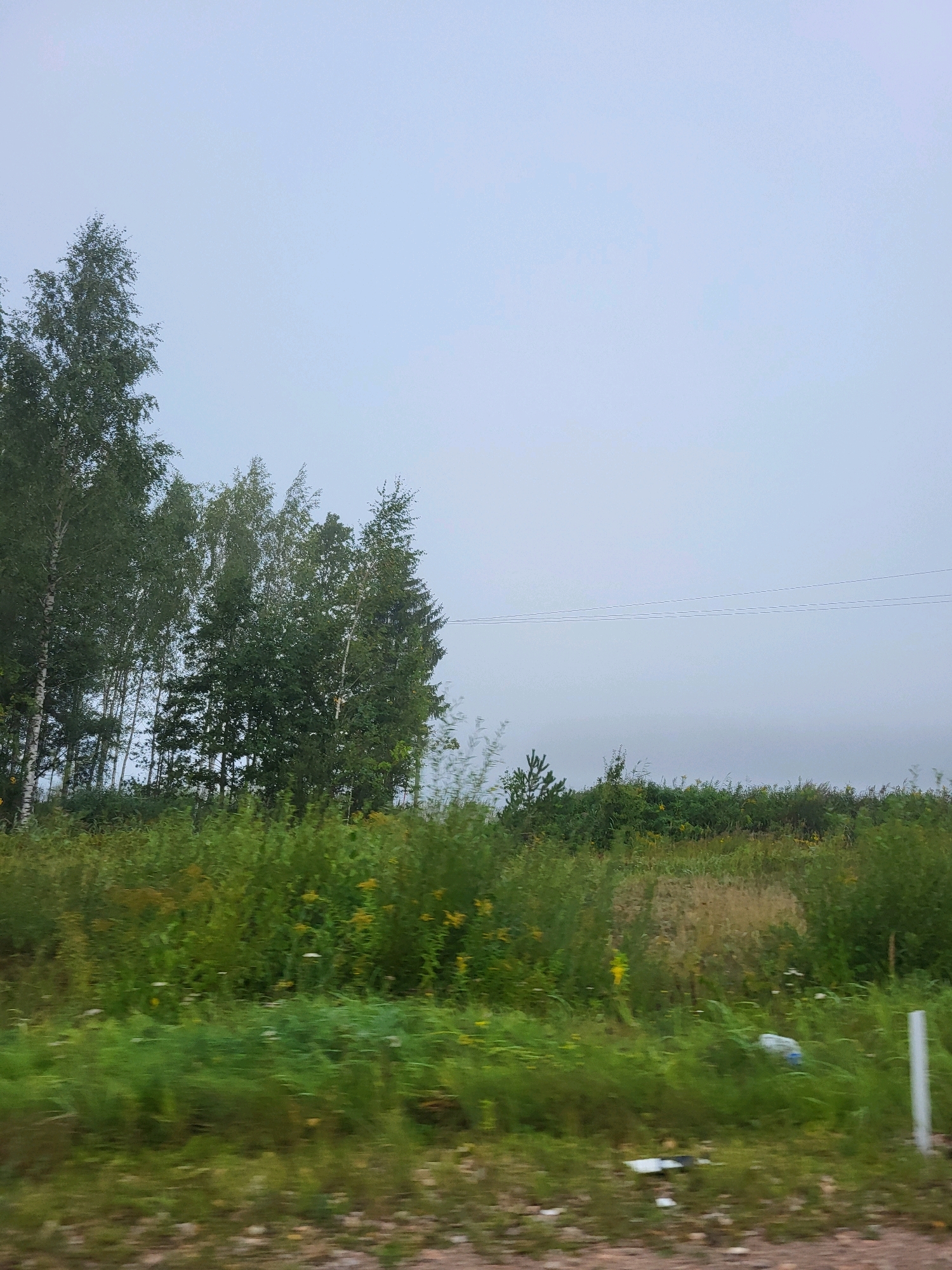 The image depicts a natural landscape with a group of birch trees on the left side of the frame, some of which have distinctive white and black bark. Behind the birch trees, a dense line of mixed deciduous and coniferous trees stretches across the mid-ground. The foreground is filled with a vibrant green meadow, interspersed with patches of yellow wildflowers and some white blossoms. The overall scene is overcast, with a muted, hazy sky that suggests a cloudy or misty day. In the far distance, two thin horizontal power lines are visible against the sky. On the right side of the mid-ground, a white post stands vertically, partially obscured by vegetation. Some litter, including a white plastic bag, is present in the grass on the right side of the foreground. The ground in the immediate foreground is composed of gravel and dirt. The image appears to have been taken from a moving vehicle, as evidenced by the slight blur in the foreground. The location is identified as Jodaki, Latvia.