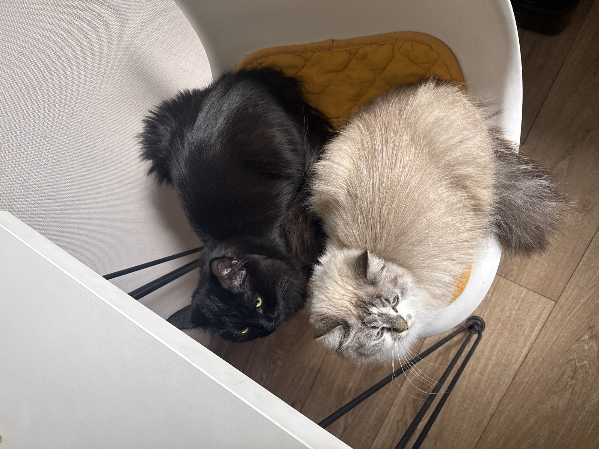 An overhead shot depicts a black cat and a light-colored cat resting on a yellow cushion in a white chair. The floor is wood. Part of a white cabinet is visible. There is no evidence to suggest this photo was taken in Rostov-on-Don, Russia.