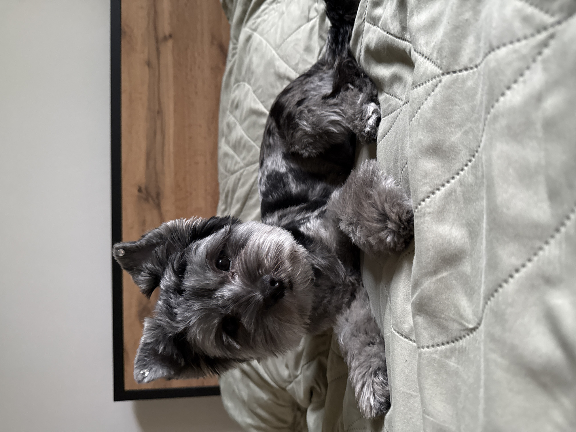 A small, gray dog with a scruffy coat and upright ears is lying on a bed. The dog is facing the camera and appears to be looking directly at it. The bed is covered with a light green quilted comforter. In the background, a wooden headboard is visible. The scene is indoors, with neutral-colored walls. There is no indication of the dog's location in Chaikovsky, Russia, nor any other specific geographical details.