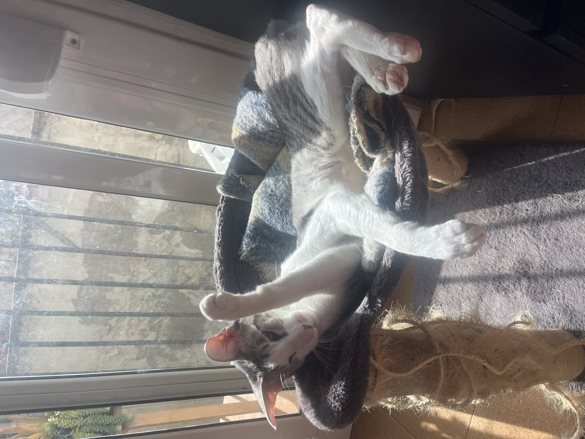 A cat is lounging in a cat tree in front of a window. The cat is light gray and white with pink paws and a gray-and-white striped pattern on its head. The cat tree is made of gray fabric and sisal rope. The window is a double-paned window with gray metal bars outside. Through the window, green plants and a building exterior can be seen. The scene is brightly lit by sunlight. There is no evidence to confirm that this is a photograph taken in the city of Barcelona, Spain.